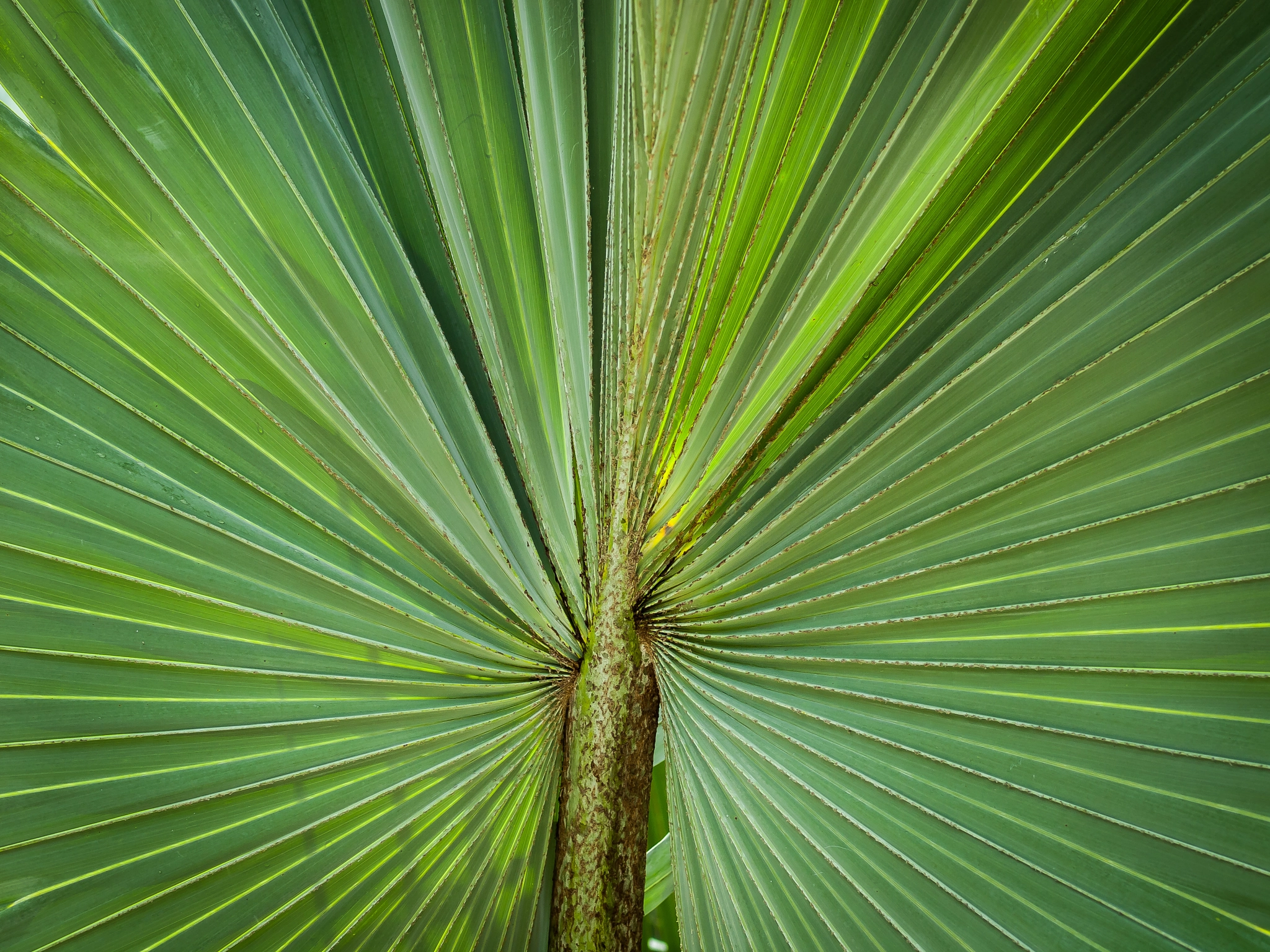 Olympus E-620 (EVOLT E-620) + OLYMPUS 50mm Lens sample photo. Fan palm leaf photography