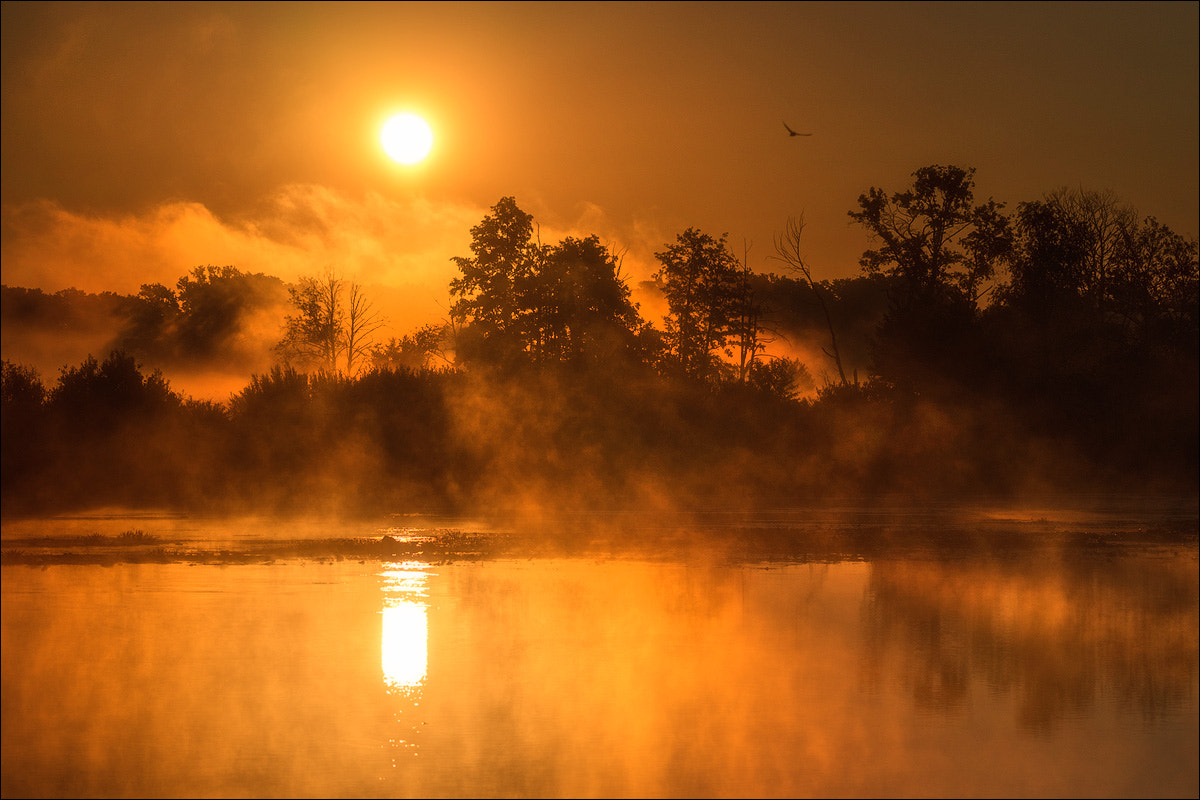 Sony a99 II + Sony 70-400mm F4-5.6 G SSM sample photo. Morning photography