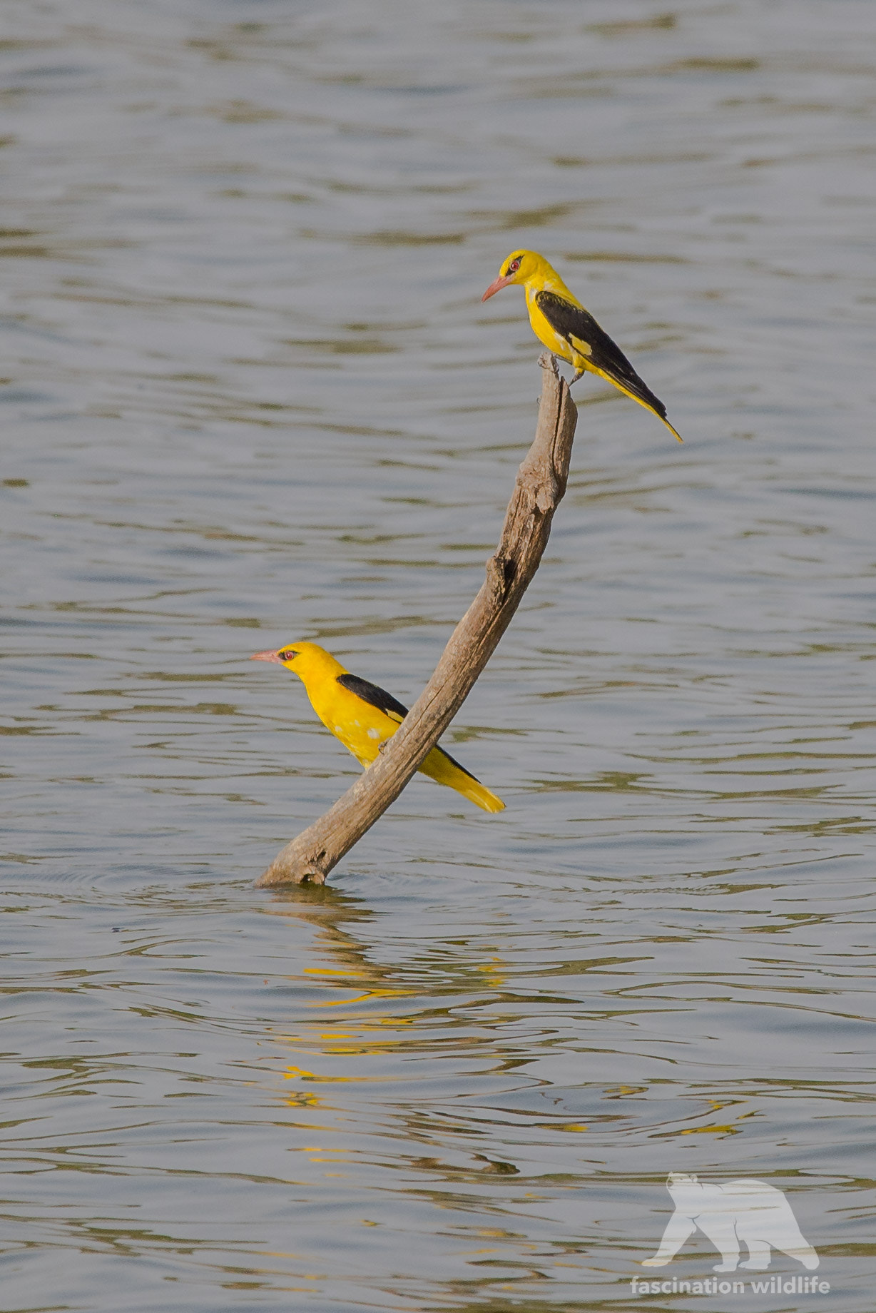 Sigma 150-600mm F5-6.3 DG OS HSM | S sample photo. Golden oriols photography