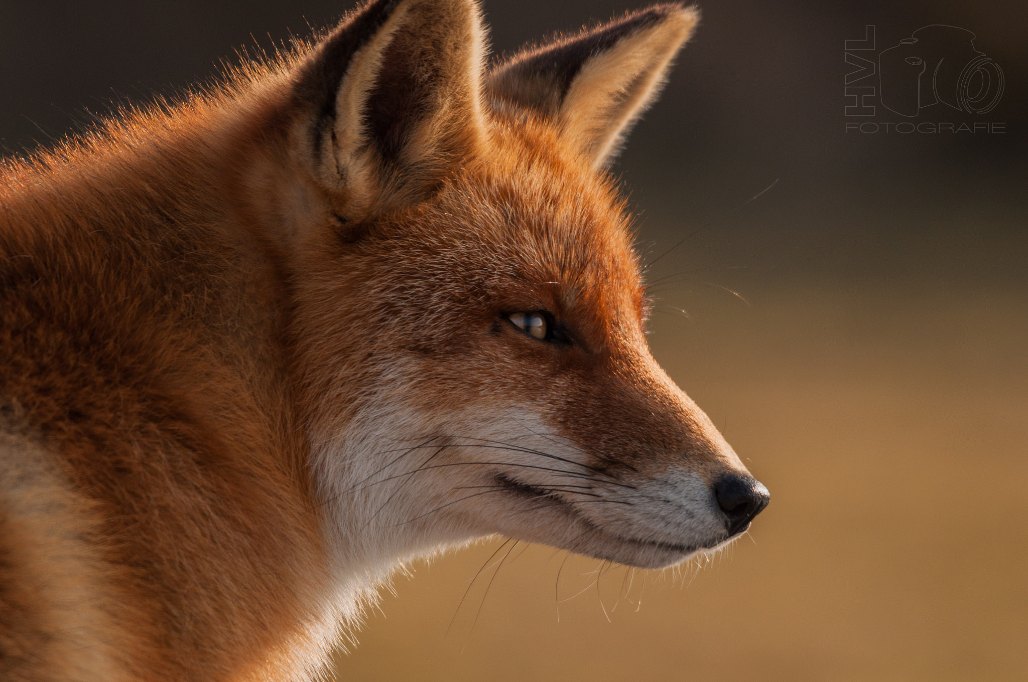 Sigma 150-500mm F5-6.3 DG OS HSM sample photo. Staring fox... photography