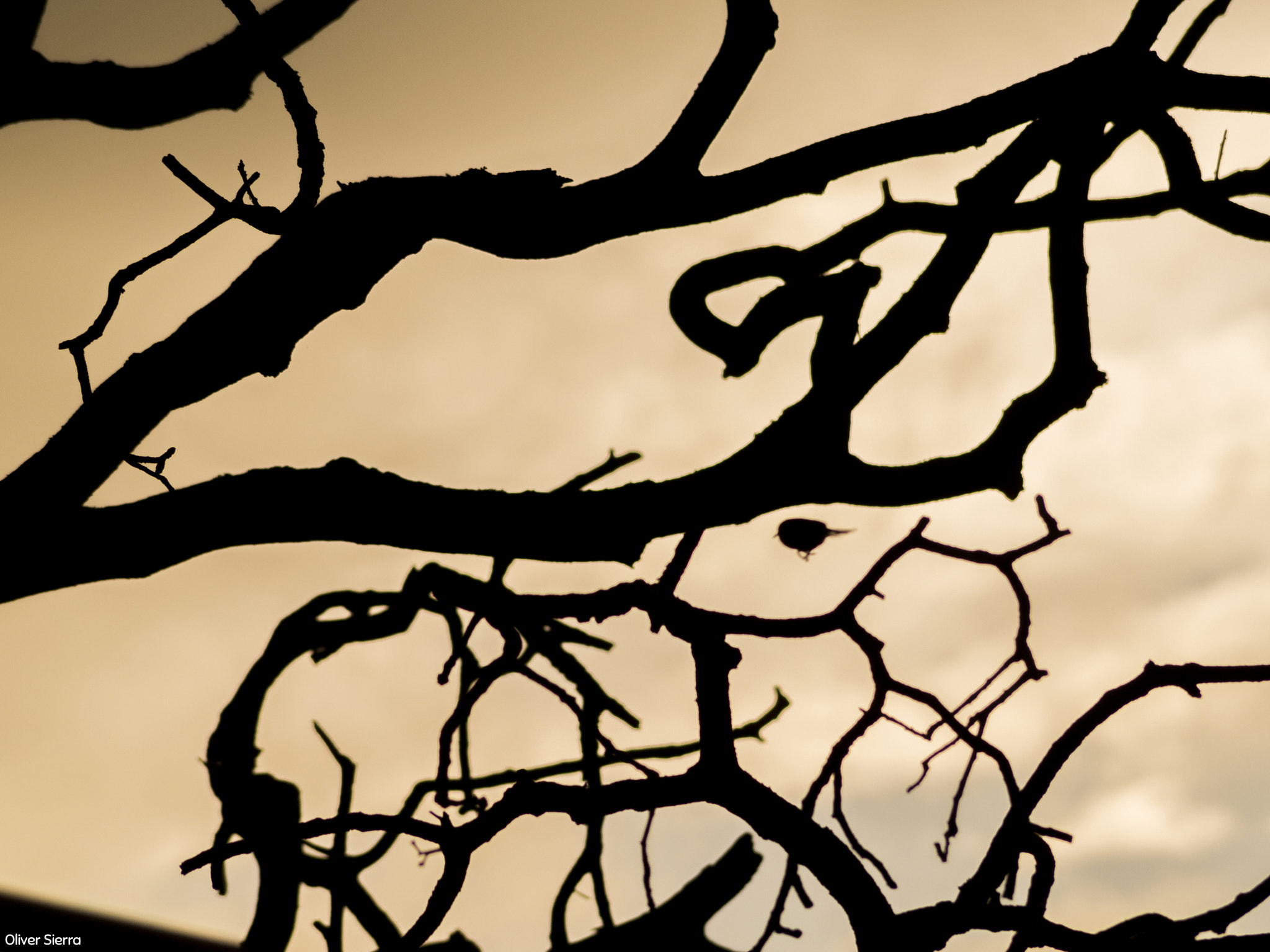 Sony DT 55-200mm F4-5.6 SAM sample photo. Sombras photography