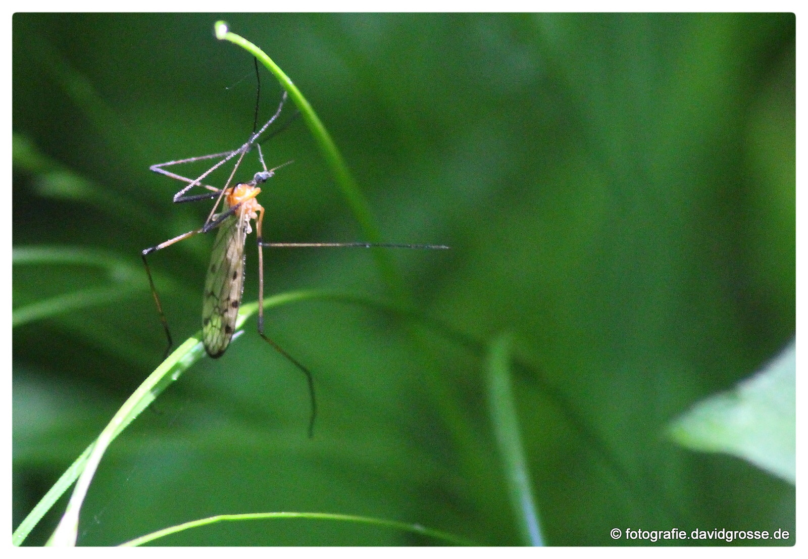 Canon EOS 700D (EOS Rebel T5i / EOS Kiss X7i) + Canon 70-300mm sample photo. Mosquito photography