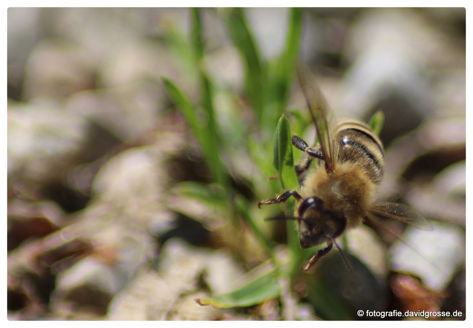 Canon EOS 700D (EOS Rebel T5i / EOS Kiss X7i) + Canon 70-300mm sample photo. Bee photography