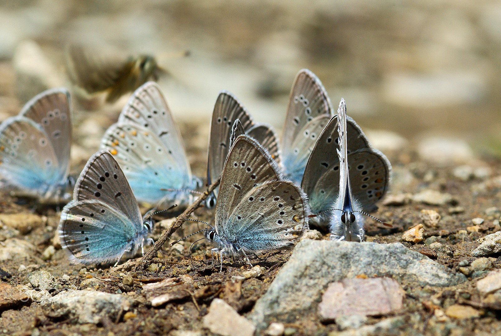 Pentax K10D + smc PENTAX-FA Macro 100mm F2.8 sample photo. Butterflys photography