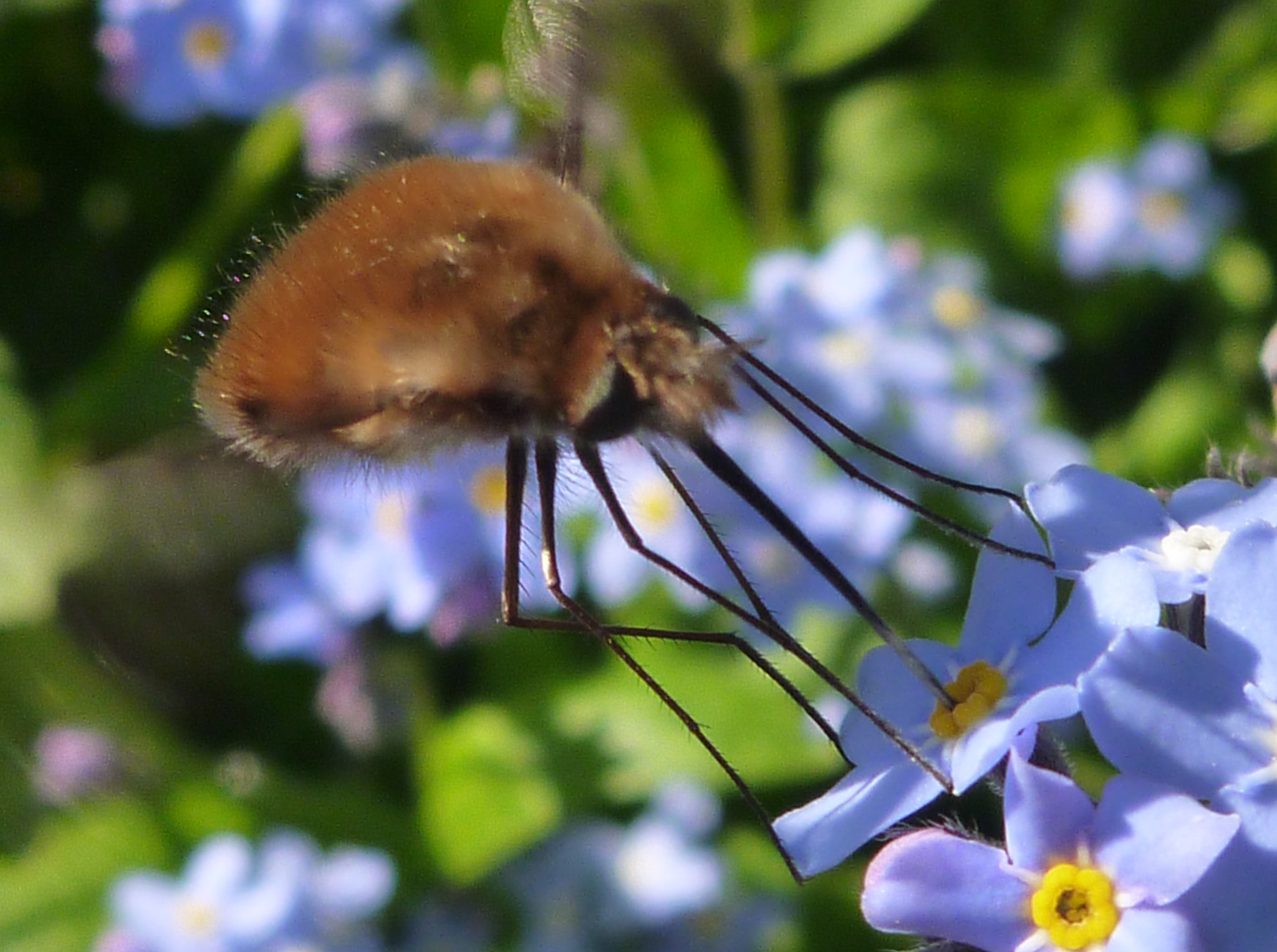 Panasonic DMC-FT2 sample photo. Flower stilt walker photography