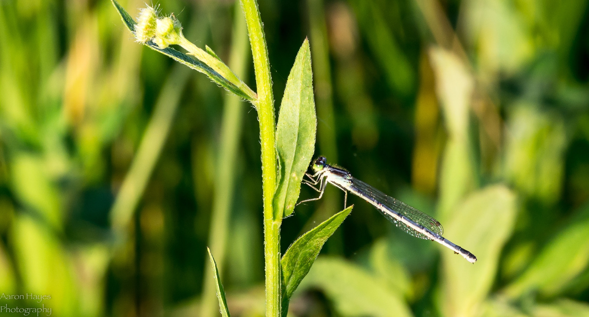 Tokina AT-X Pro 100mm F2.8 Macro sample photo. Macro monday photography