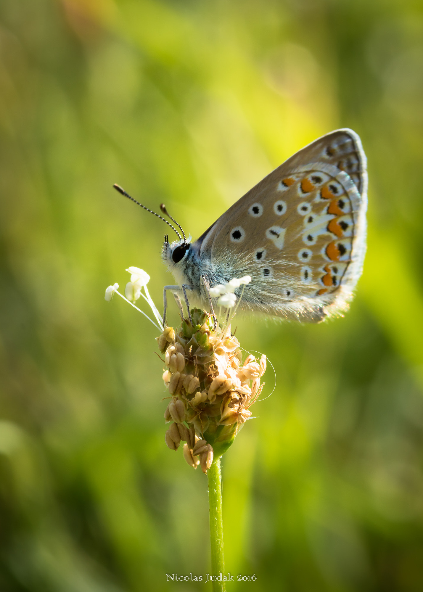 Canon EOS 7D Mark II + Tamron SP AF 90mm F2.8 Di Macro sample photo. Sun butterfly photography