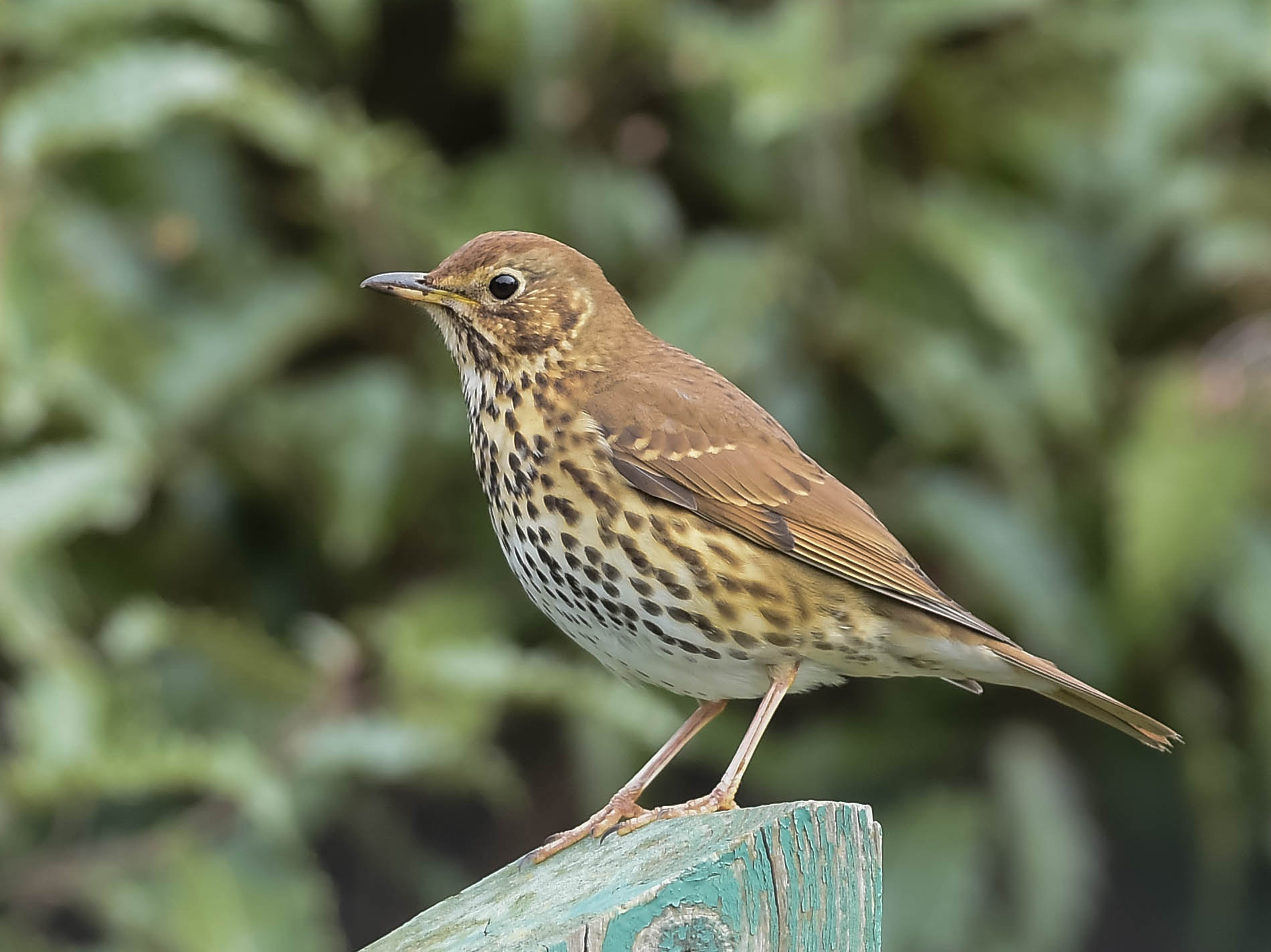 Nikon AF-S Nikkor 300mm F2.8G ED VR II sample photo. Song thrush. photography