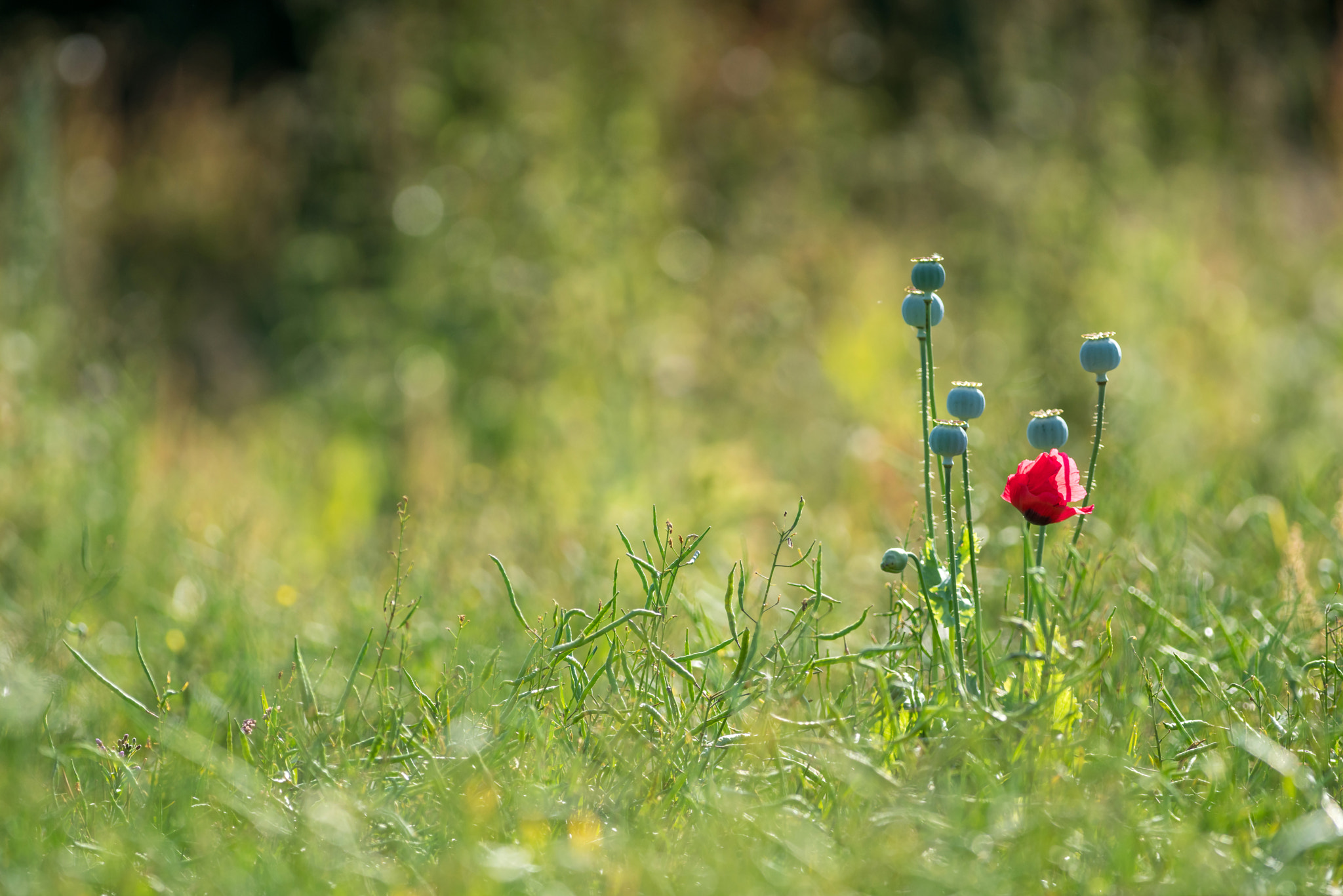 Sony a7R II + Canon EF 400mm F5.6L USM sample photo. Poppies photography