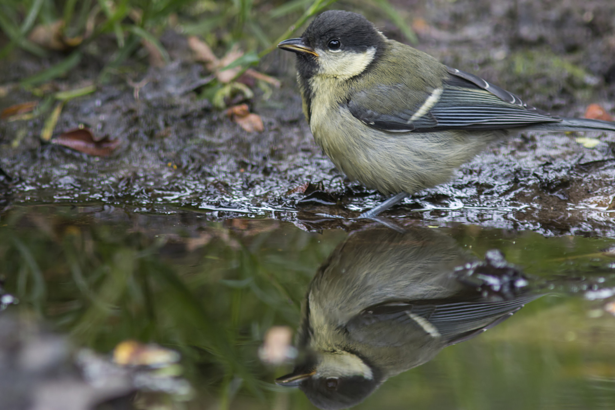 Canon EF 300mm F4L IS USM sample photo. Great tit - parus major photography