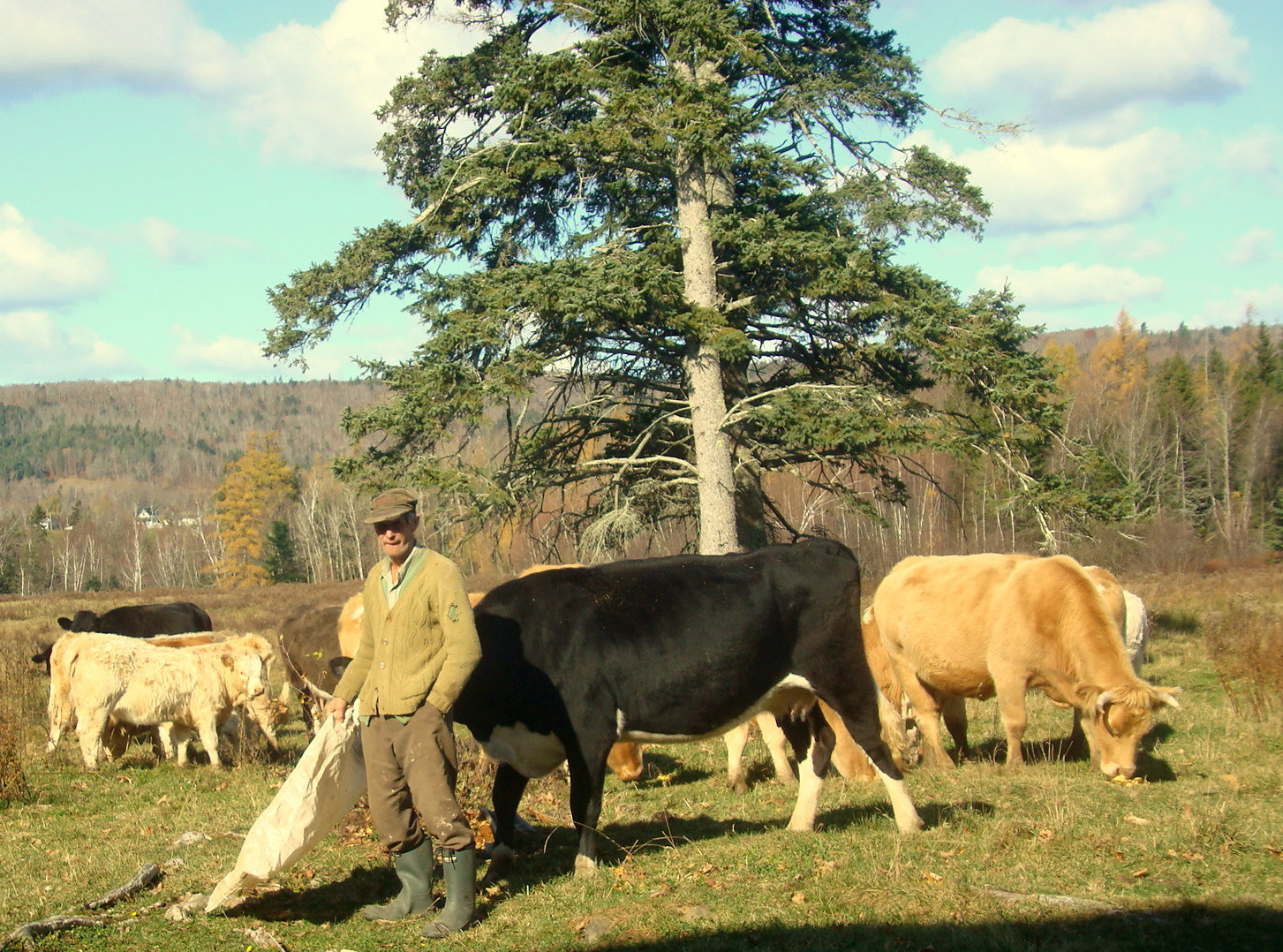 Sony DSC-W200 sample photo. Vaches et arthur photography