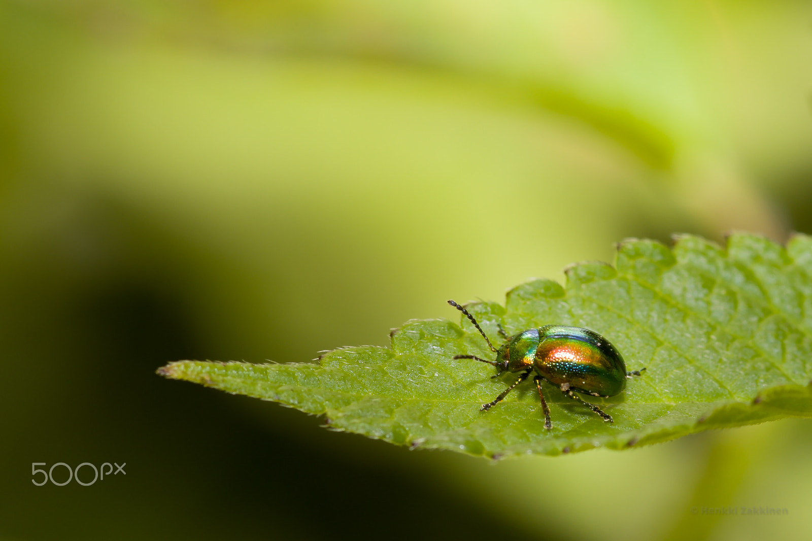 Canon EOS 7D + Sigma 105mm F2.8 EX DG Macro sample photo. Chrysolina photography