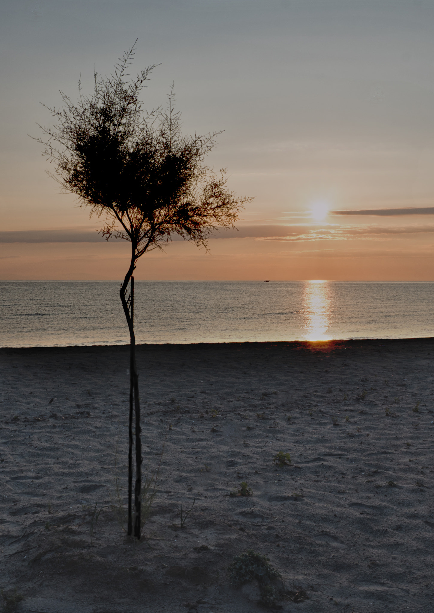 LUMIX G VARIO PZ 14-42/F3.5-5.6 sample photo. Tree at sunrise photography