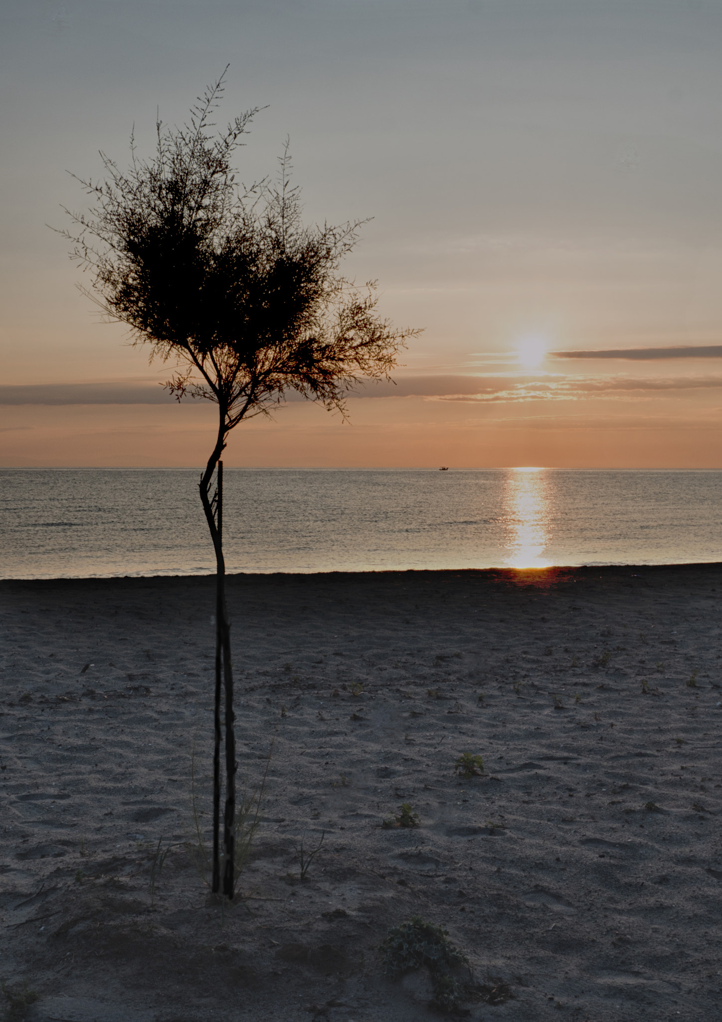 Panasonic Lumix DMC-GX8 + LUMIX G VARIO PZ 14-42/F3.5-5.6 sample photo. Tree at sunrise photography