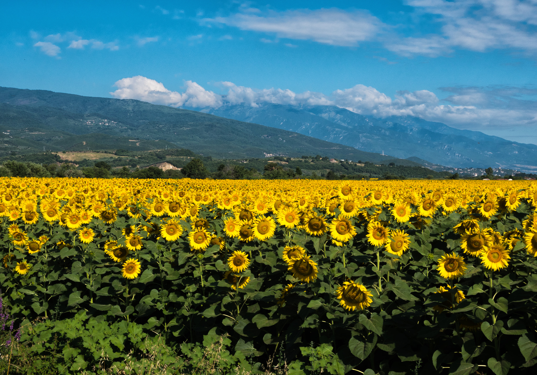LUMIX G VARIO PZ 14-42/F3.5-5.6 sample photo. Sunflowers at olympus photography