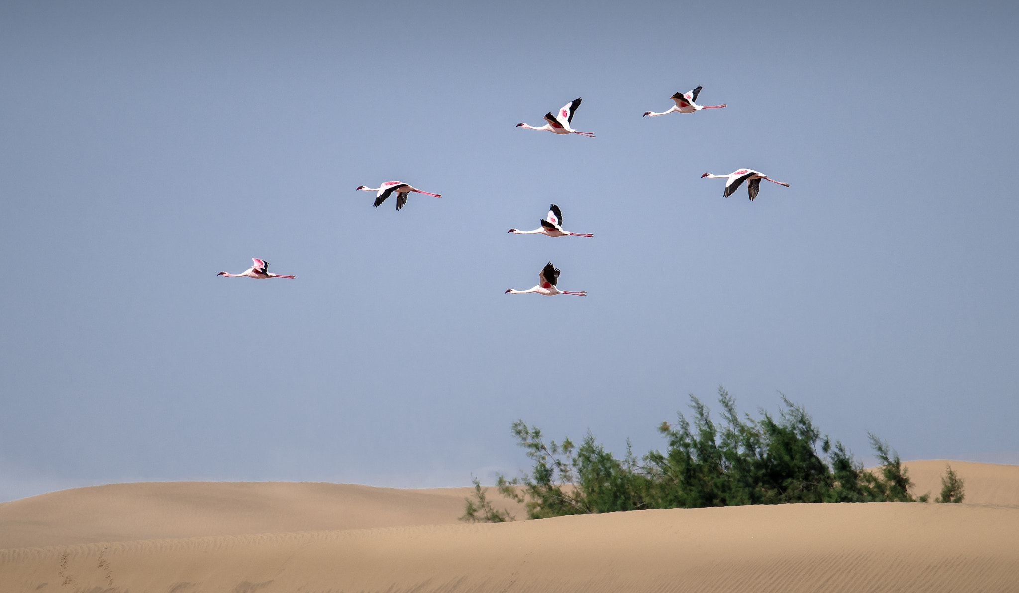 Pentax K-1 + Pentax D FA 150-450mm F4.5-5.6 ED DC AW sample photo. Flamingos crossing the dune photography