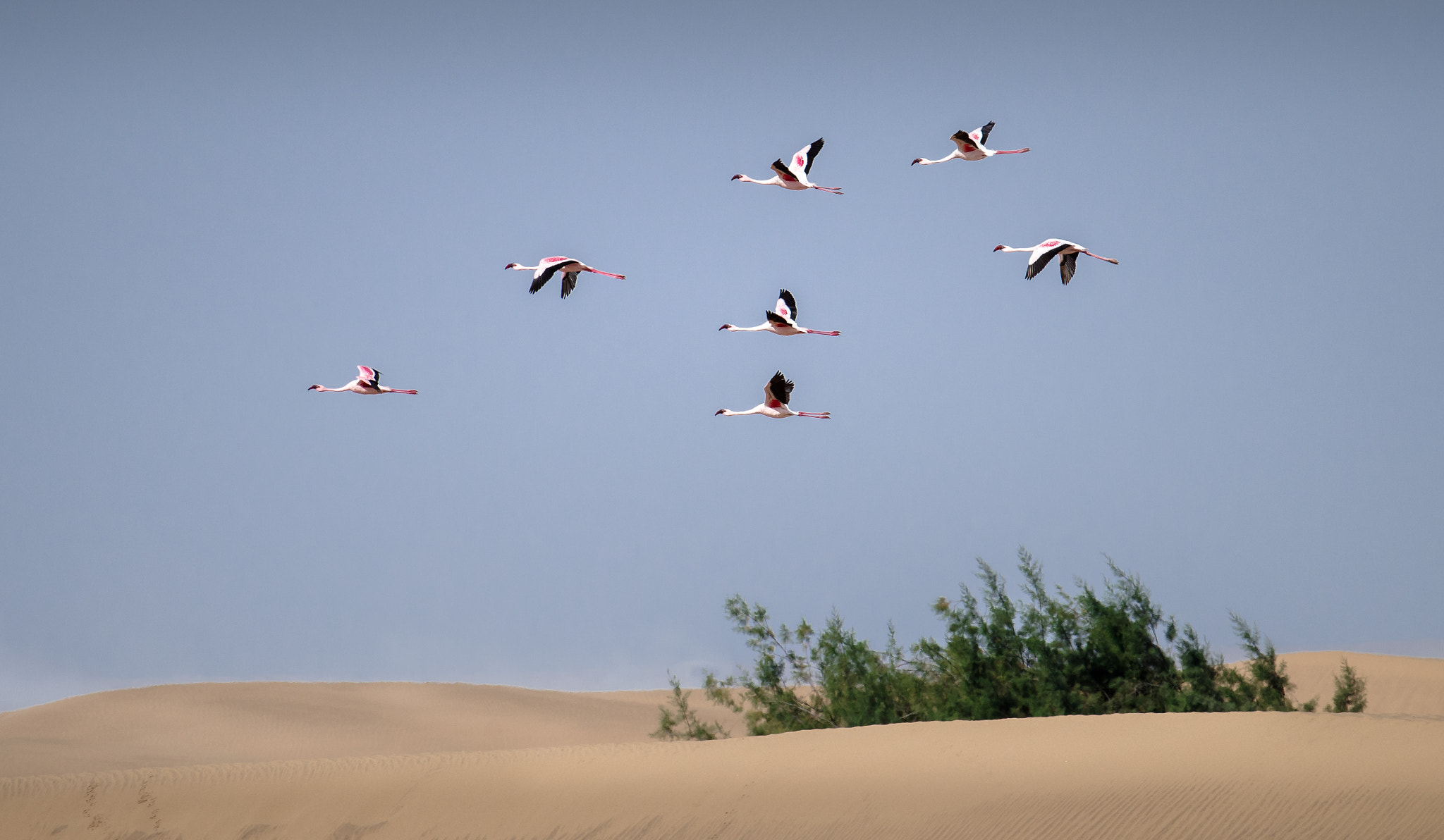 Pentax K-1 sample photo. Flamingos crossing the dune photography