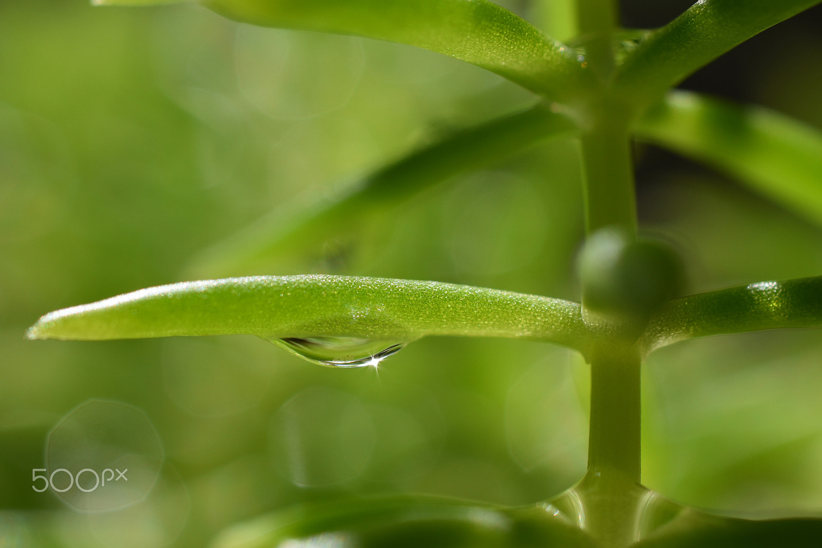 Nikon D5500 + Sigma 50mm F2.8 EX DG Macro sample photo. Source of life photography