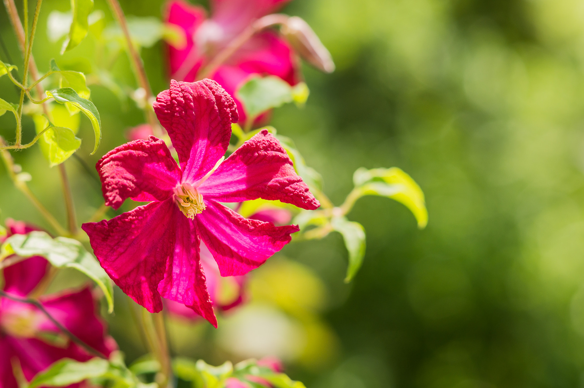 Sony Alpha NEX-6 + Sony 85mm F2.8 SAM sample photo. Clematis in back light photography