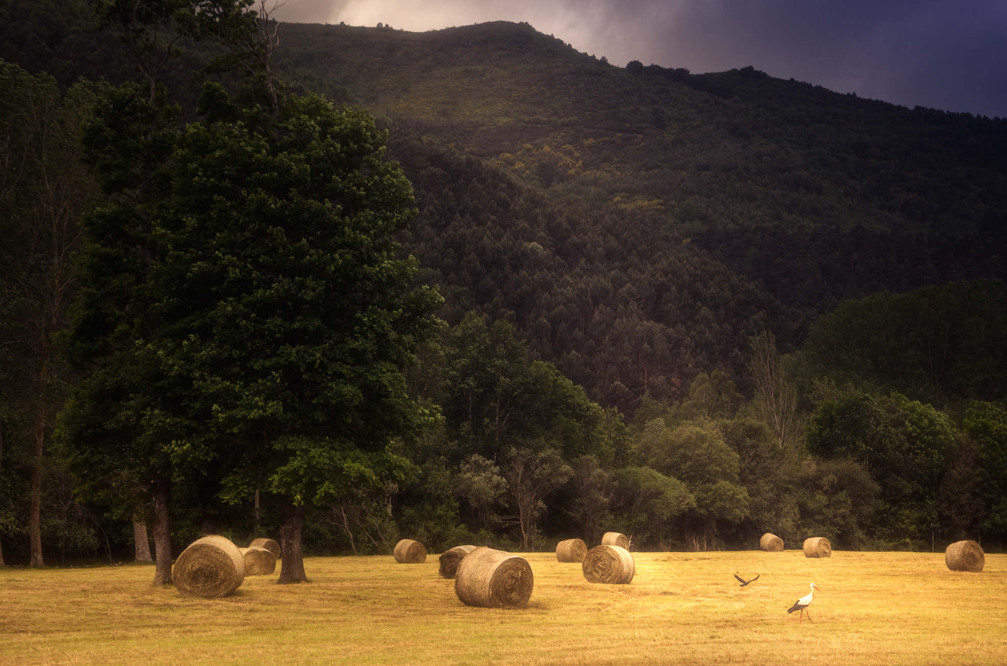 Nikon D7000 + Sigma 18-50mm F2.8 EX DC sample photo. De pacas y pájaros photography