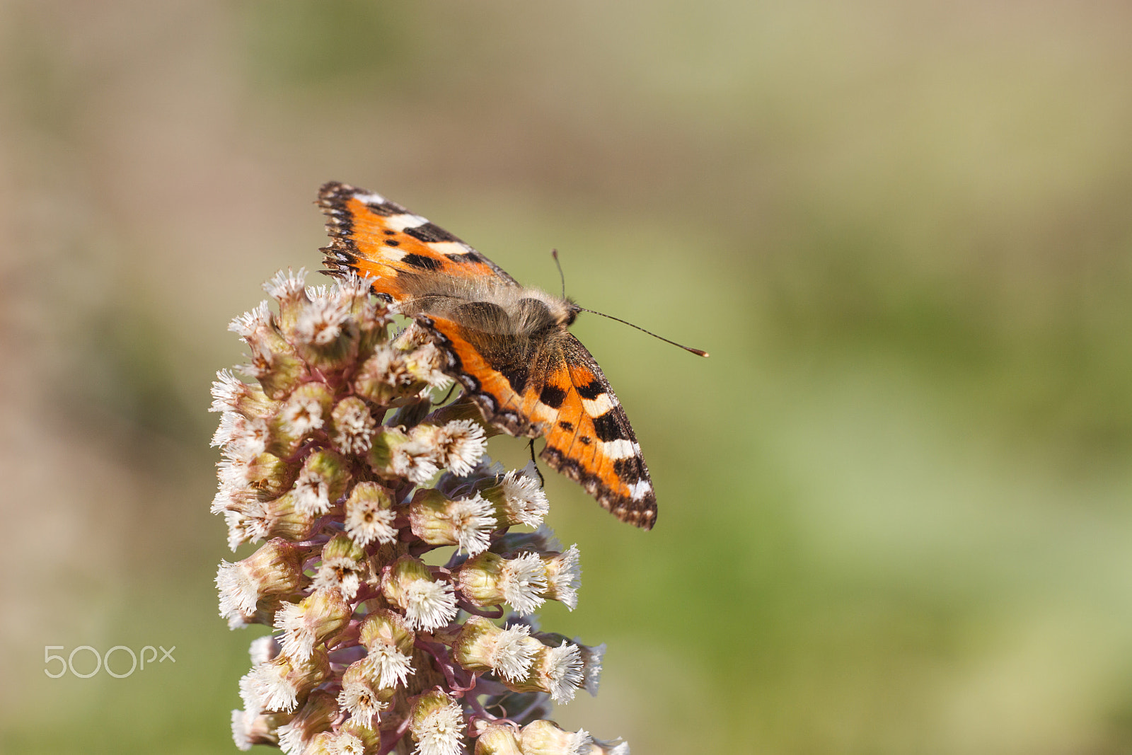 Canon EF 180mm F3.5L Macro USM sample photo. Aglais urticae photography