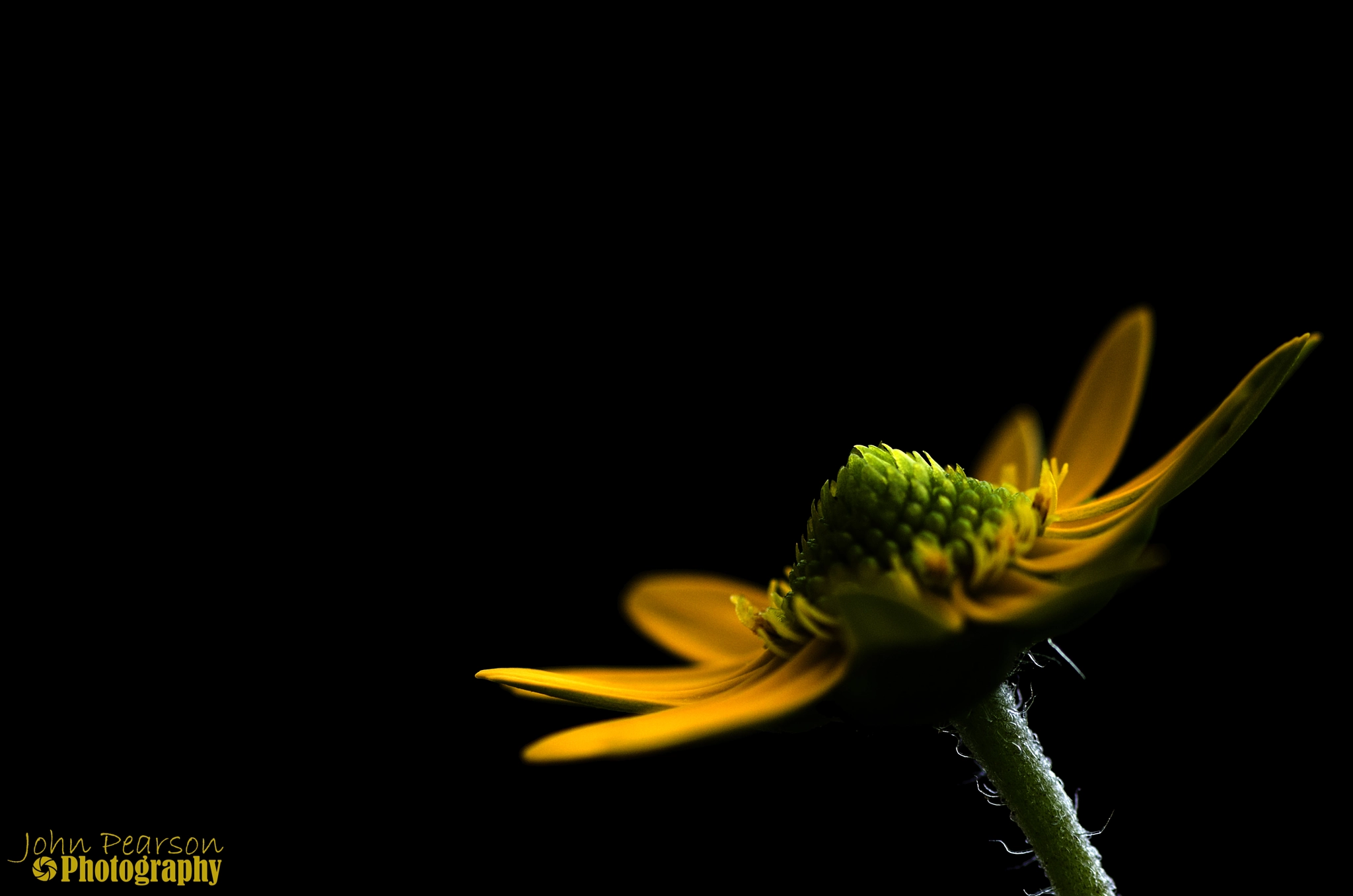 Pentax K-50 + Tamron SP AF 90mm F2.8 Di Macro sample photo. Sanvitalia flower photography