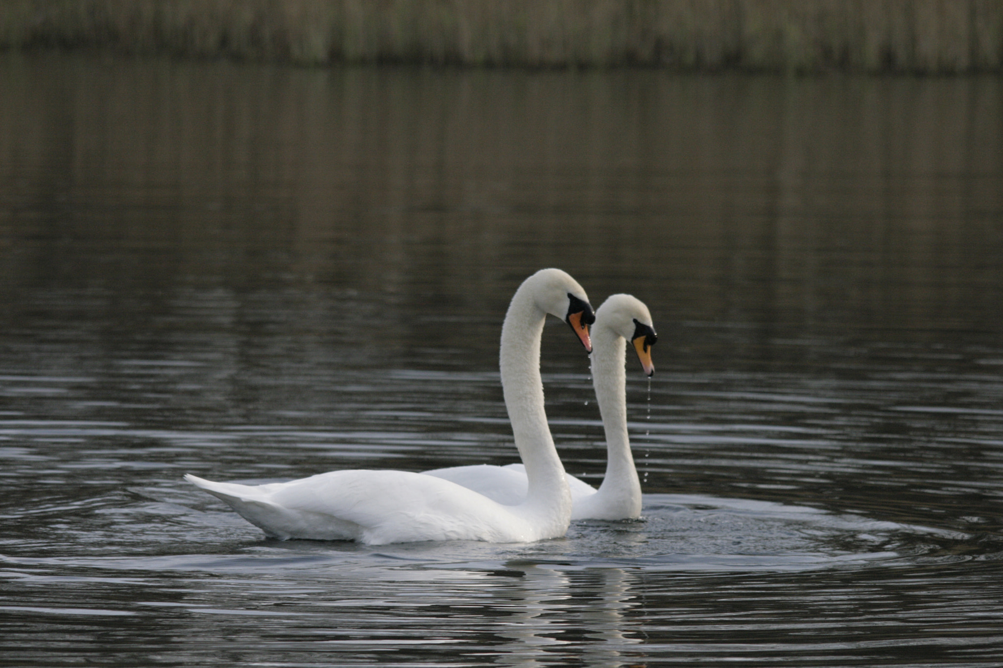 Sigma 150-500mm F5-6.3 DG OS HSM sample photo. Swans photography