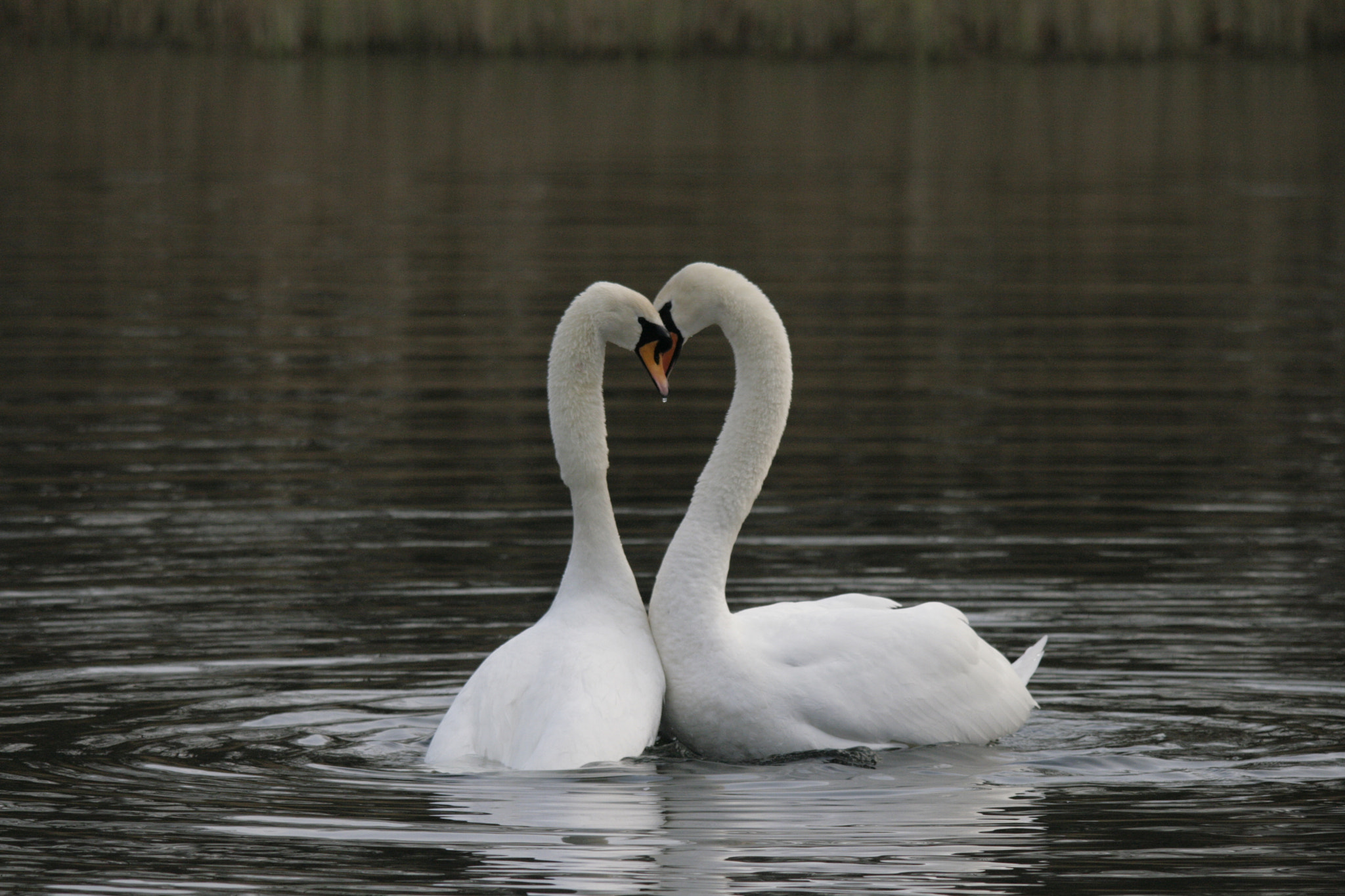 Sigma 150-500mm F5-6.3 DG OS HSM sample photo. Swans photography