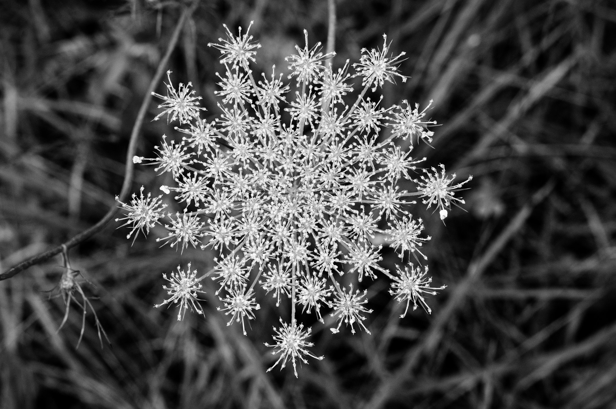 Pentax K-x + Pentax smc D-FA 50mm F2.8 Macro sample photo. Nature's summer snowflake photography
