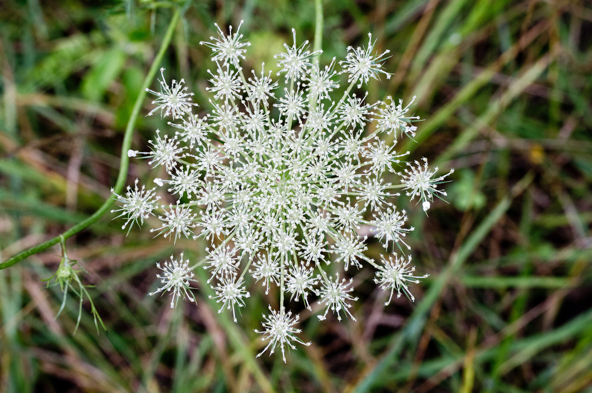 Pentax K-x sample photo. Summer snowflake photography