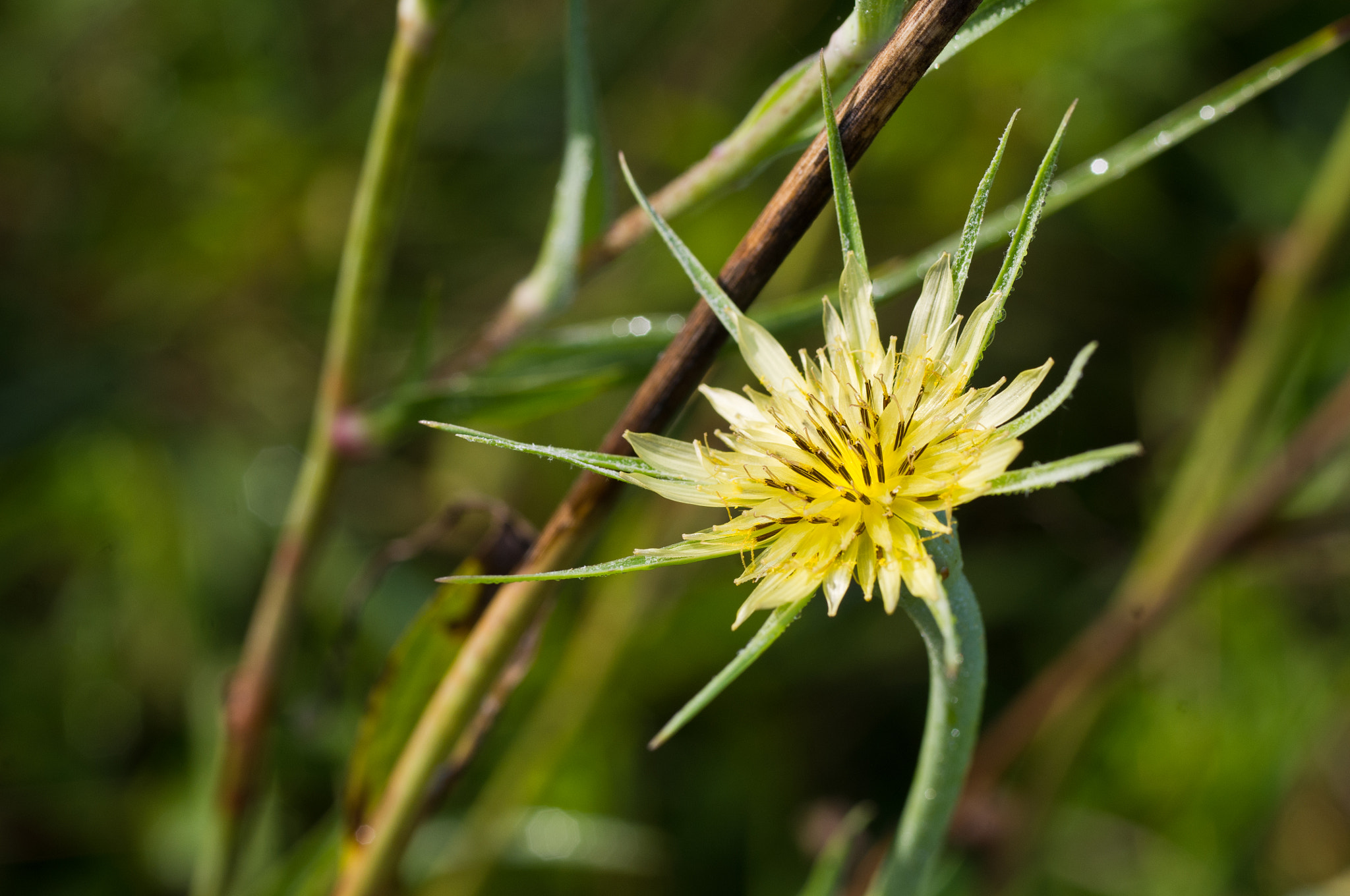 Pentax K-x + Pentax smc D-FA 50mm F2.8 Macro sample photo. A yellow star photography