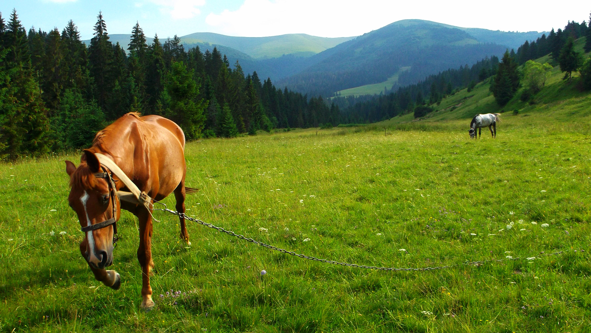 Fujifilm FinePix AX500 sample photo. Ukraine, carpathian mountains, pasture, horses photography