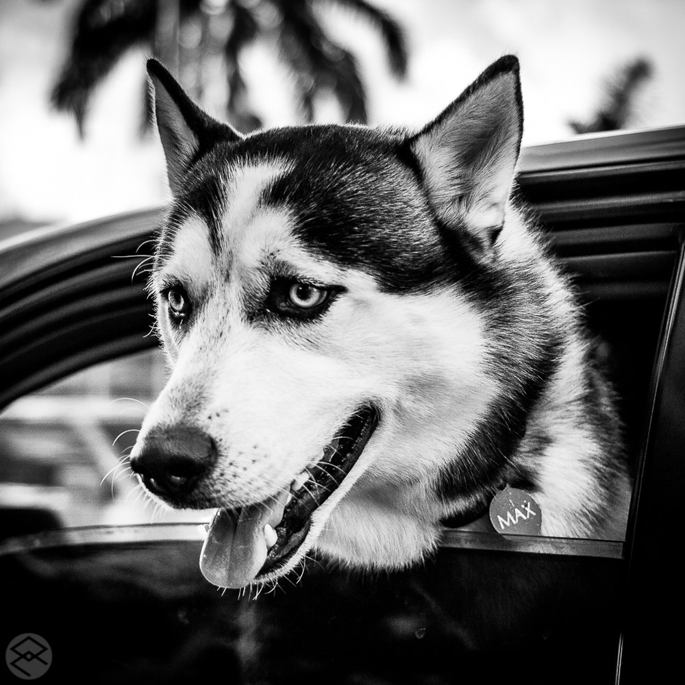 Canon EF 40mm F2.8 STM sample photo. Retratos - portraits photography