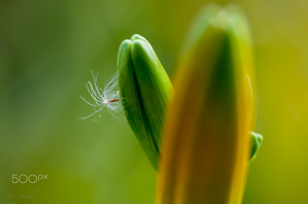 Nikon D300S sample photo. El detalle photography