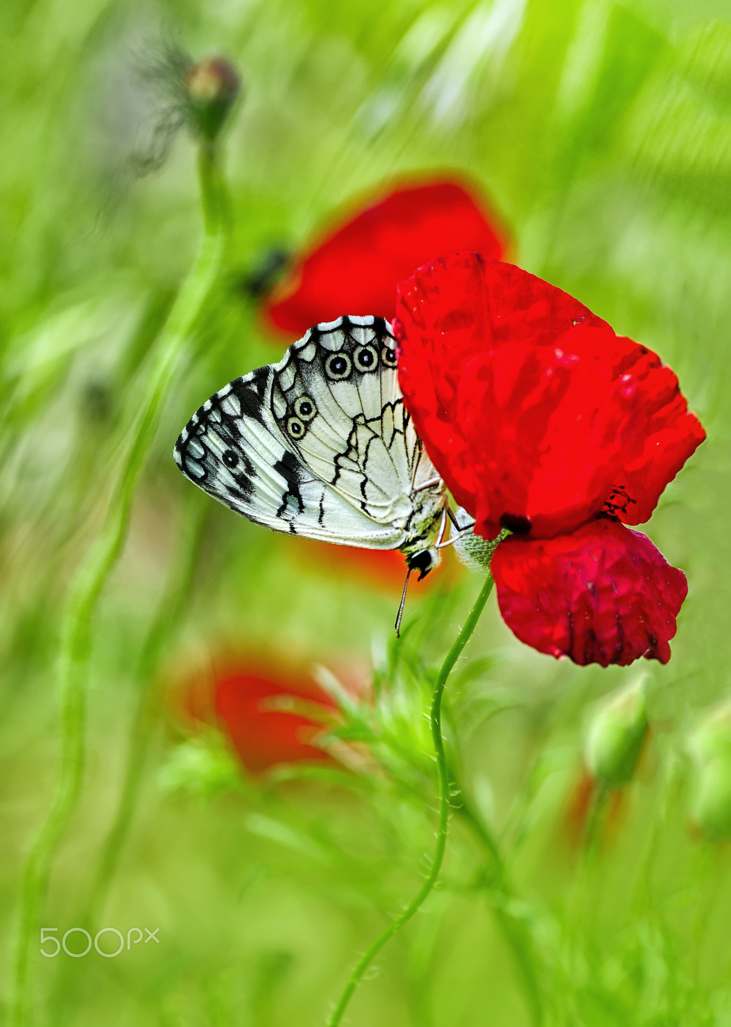 Levantine Marbled White
