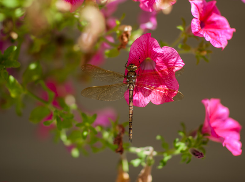 Sony Planar T* 85mm F1.4 ZA sample photo. Dragonfly photography