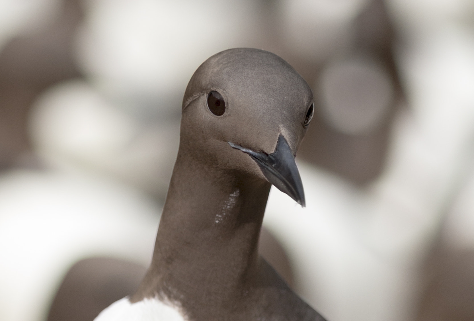 Canon EF 200mm F2.8L II USM sample photo. Guillemot photography