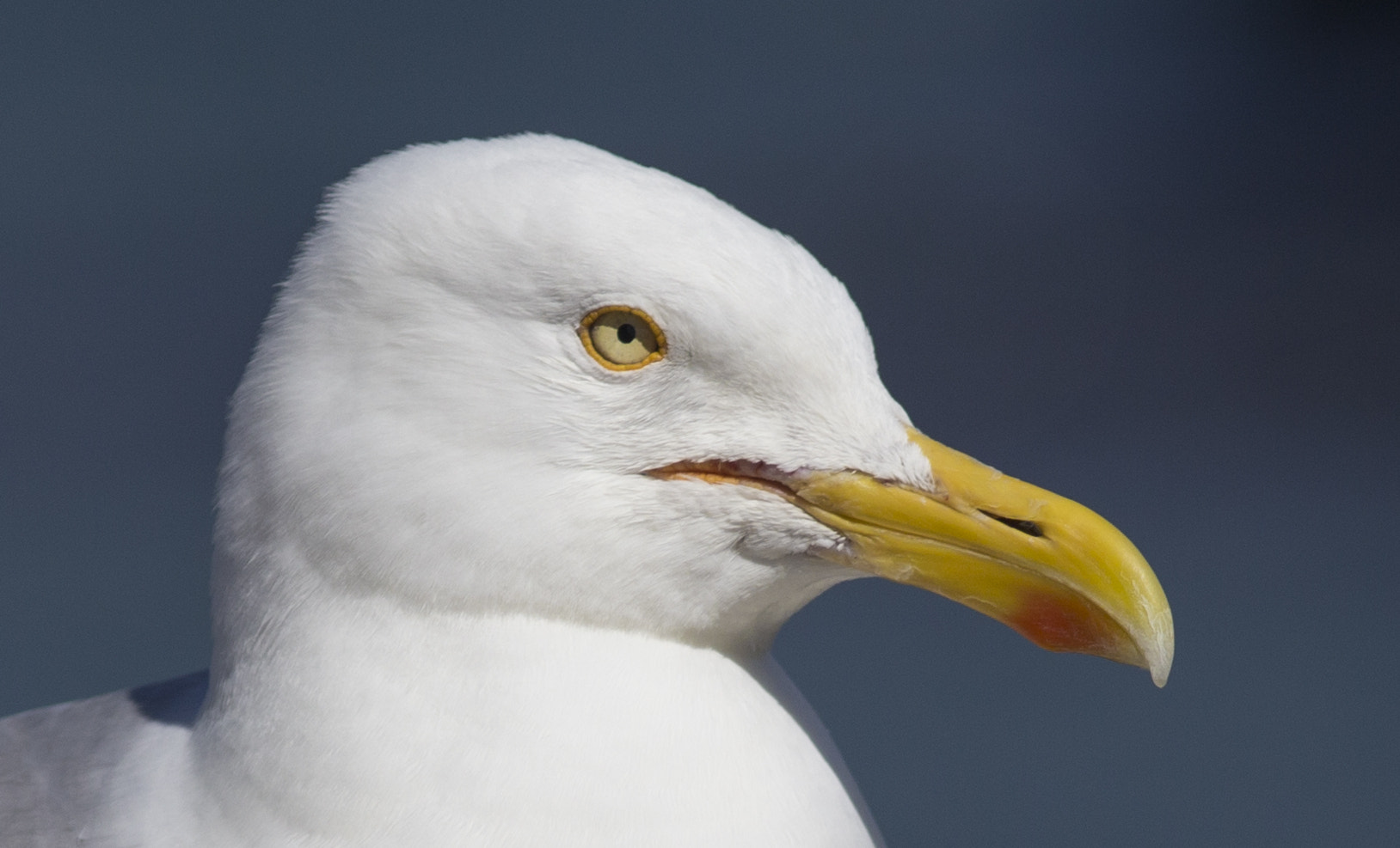 Canon EF 200mm F2.8L II USM sample photo. Seagull photography