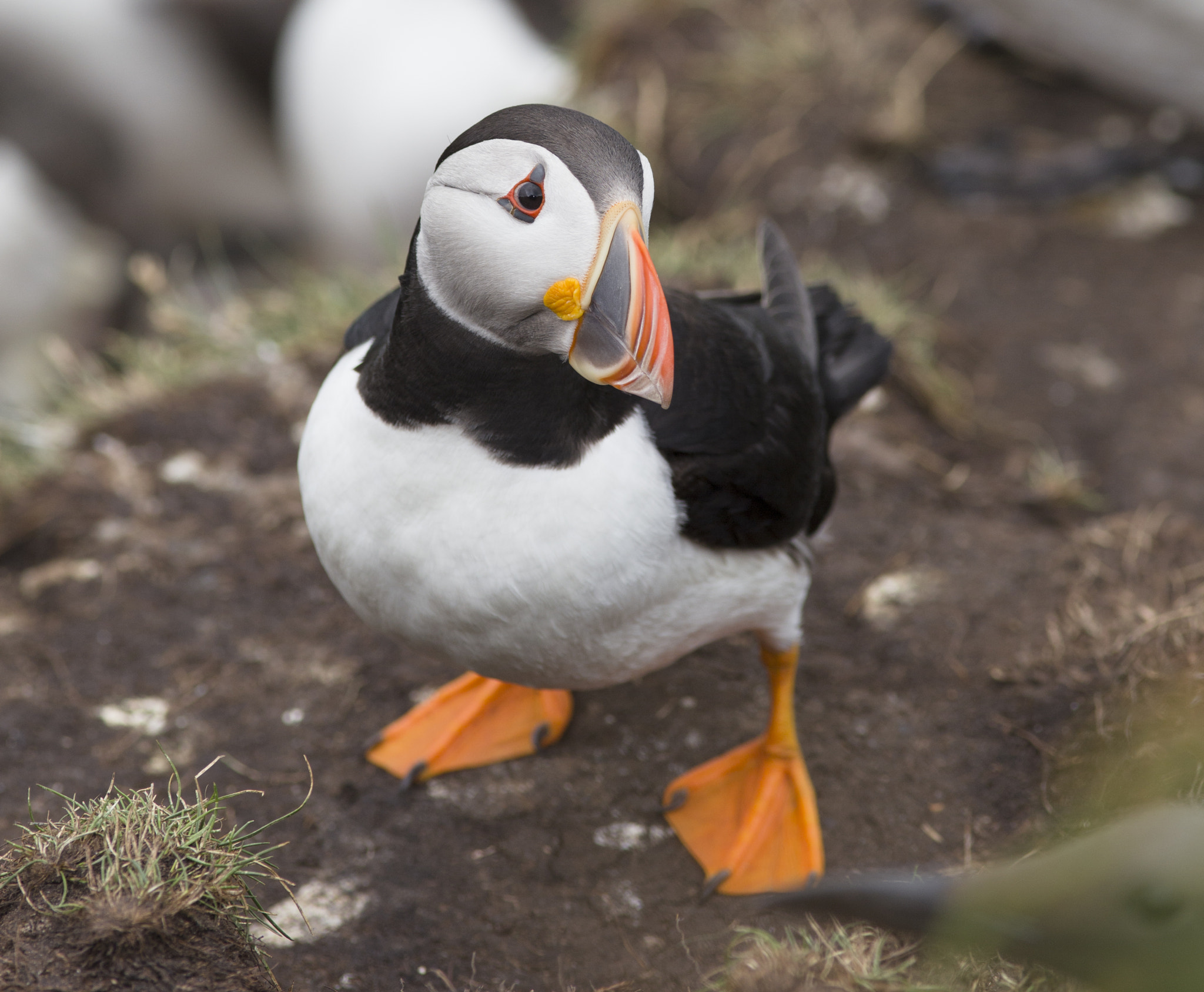 Canon EF 200mm F2.8L II USM sample photo. Puffin photography