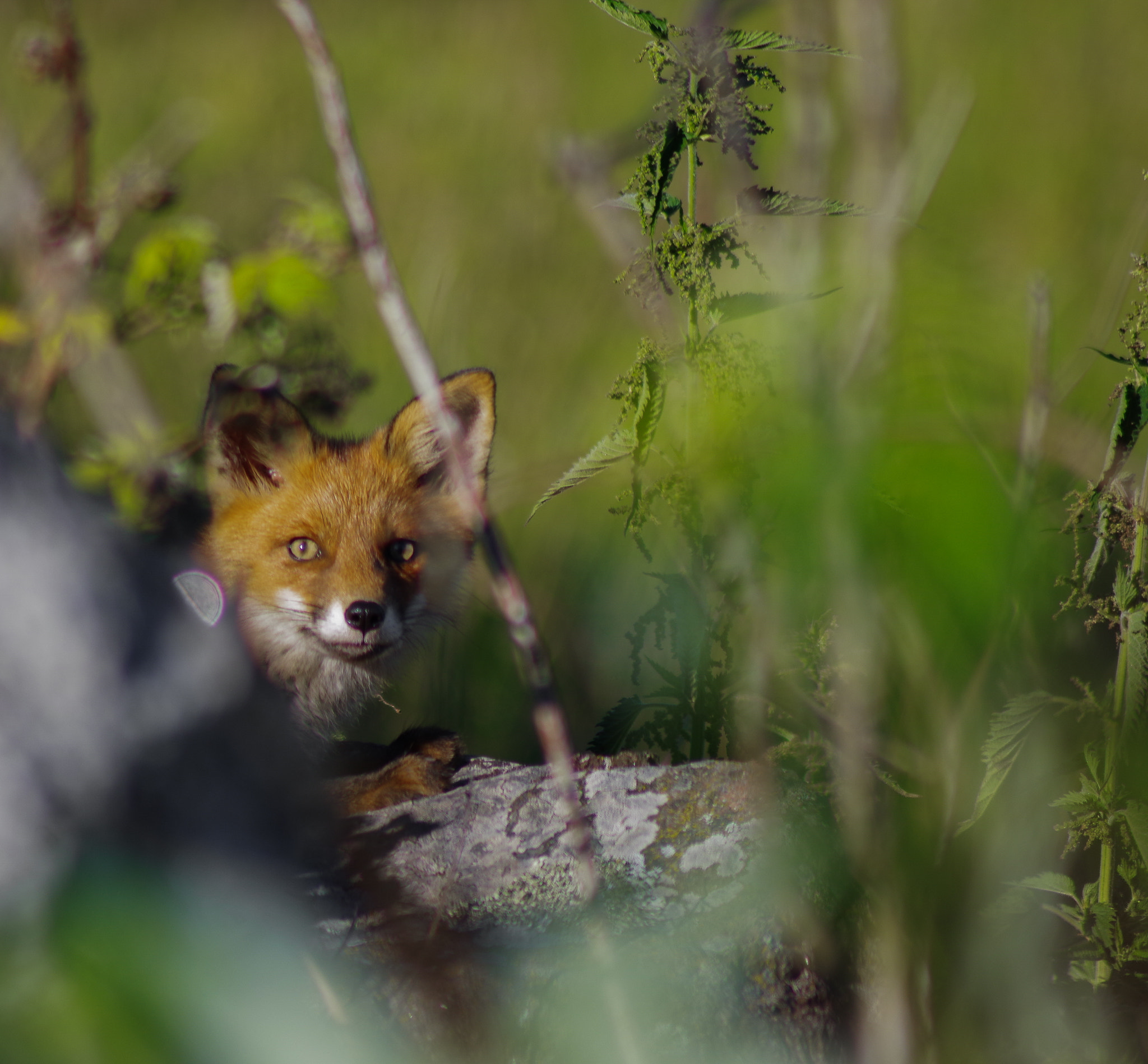 Pentax K-S1 sample photo. Fox photography