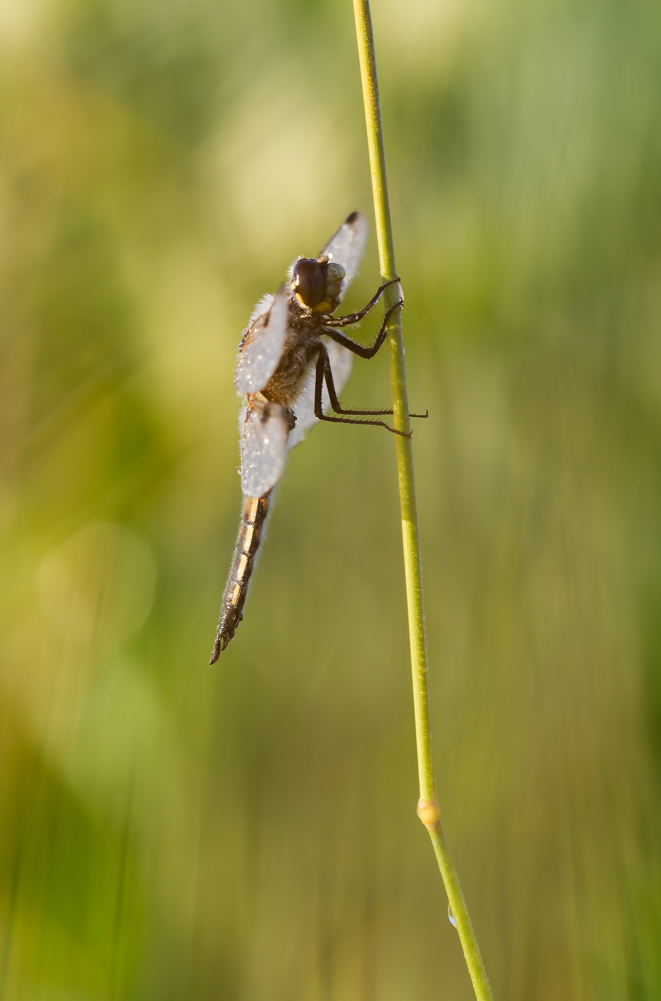 Sigma APO Macro 150mm f/2.8 EX DG HSM sample photo. Libellula quadrimaculata (vierfleck) photography