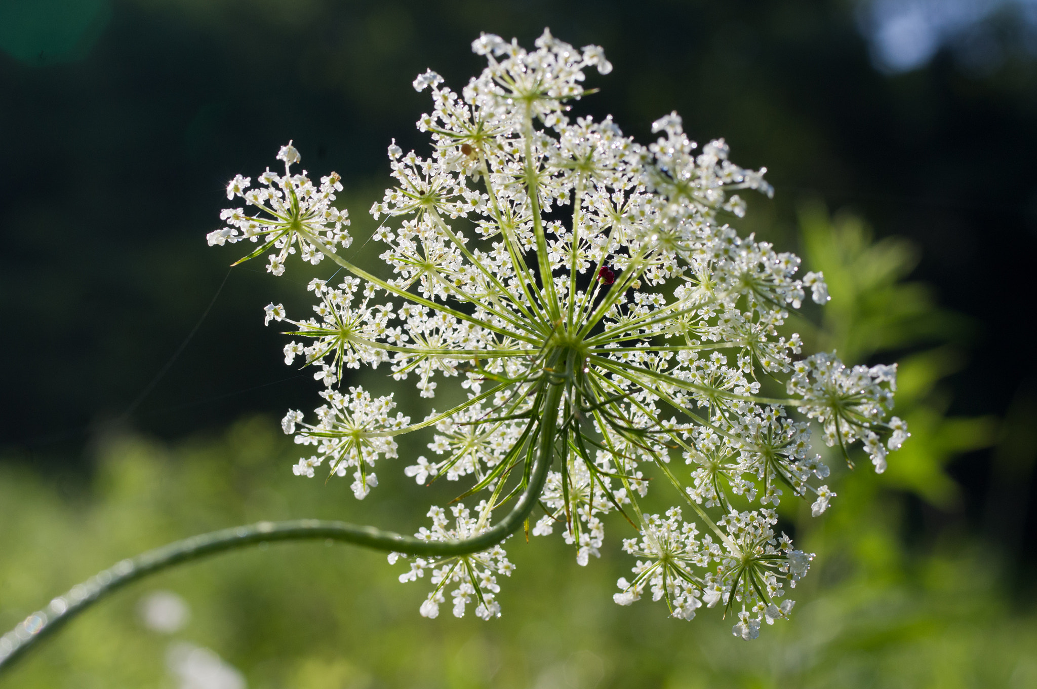 Pentax K-x sample photo. Reaching for the sun photography