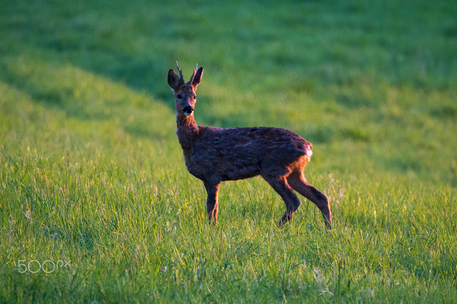 Nikon D3100 sample photo. Deer photography