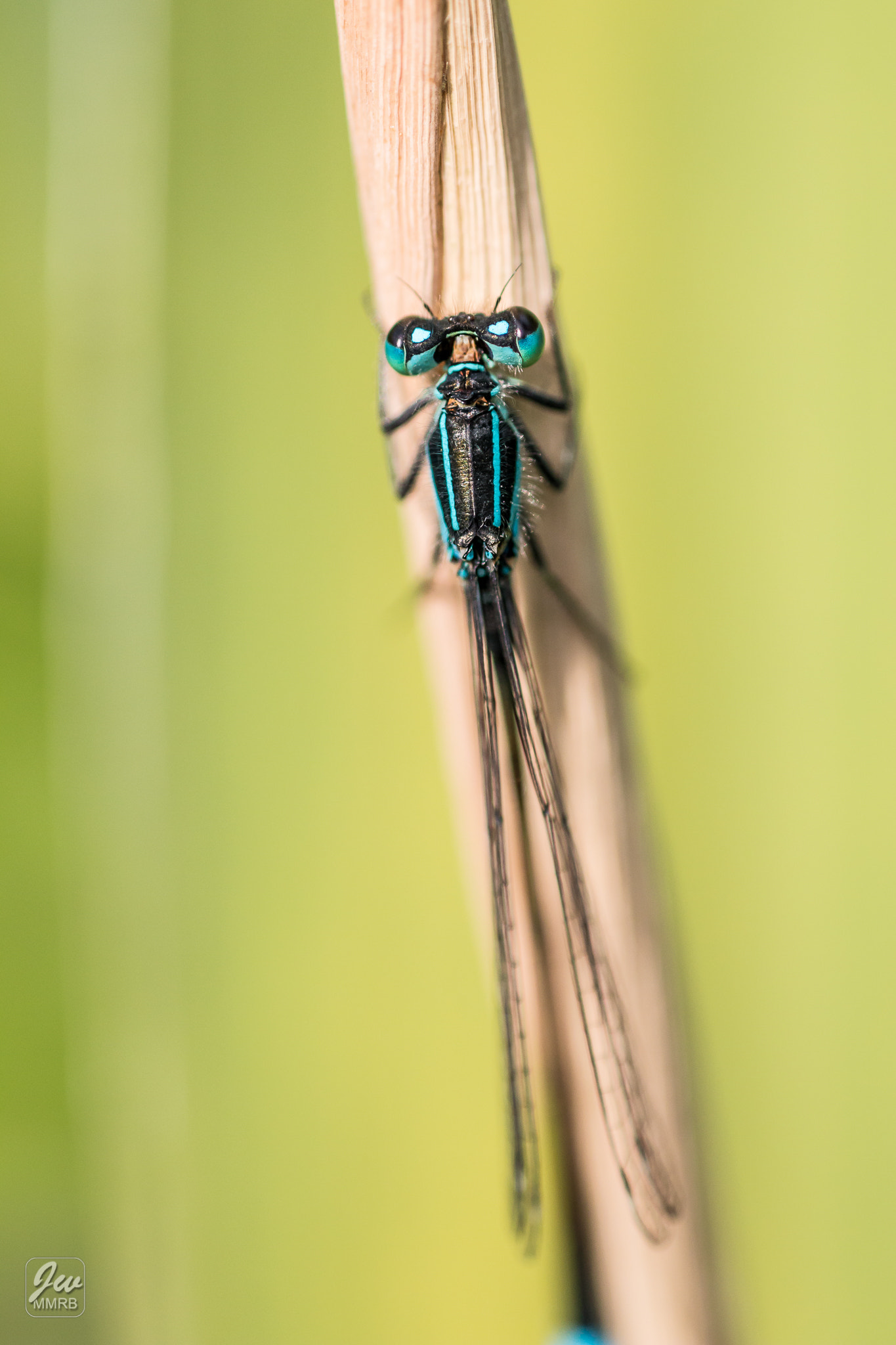 Canon EF 180mm F3.5L Macro USM sample photo. Waiting for my wing to dry ... photography