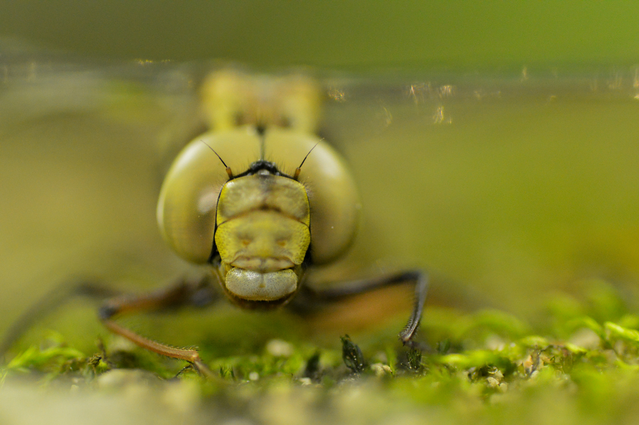 Nikon D3200 + Tamron SP 90mm F2.8 Di VC USD 1:1 Macro sample photo. Dragonfly portrait photography