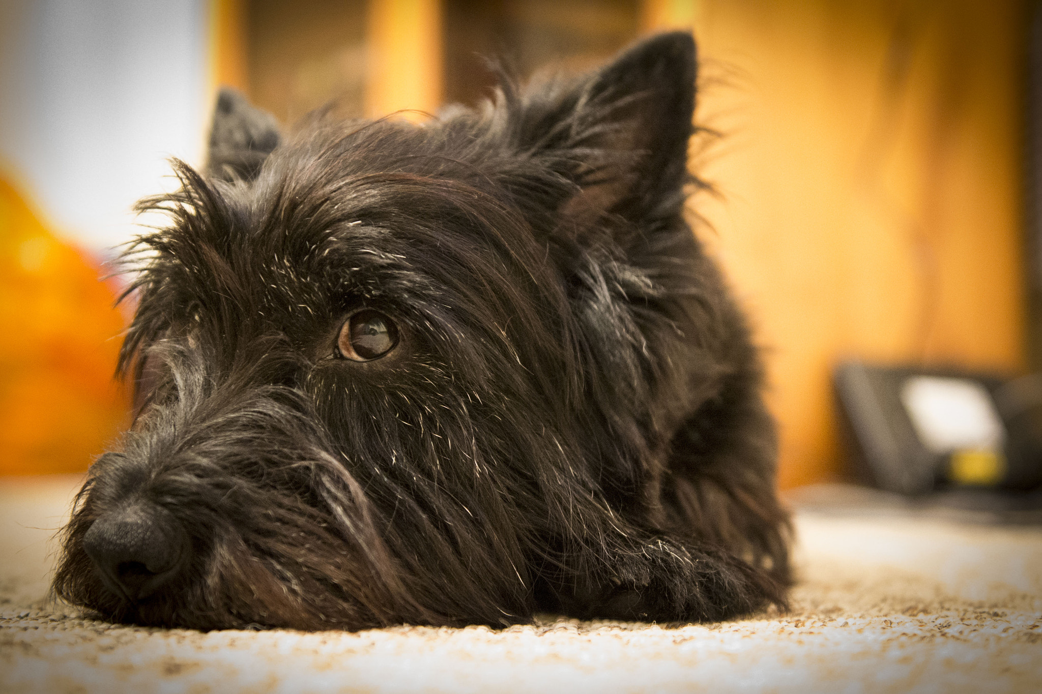 Nikon D3100 sample photo. Rainy day blues photography