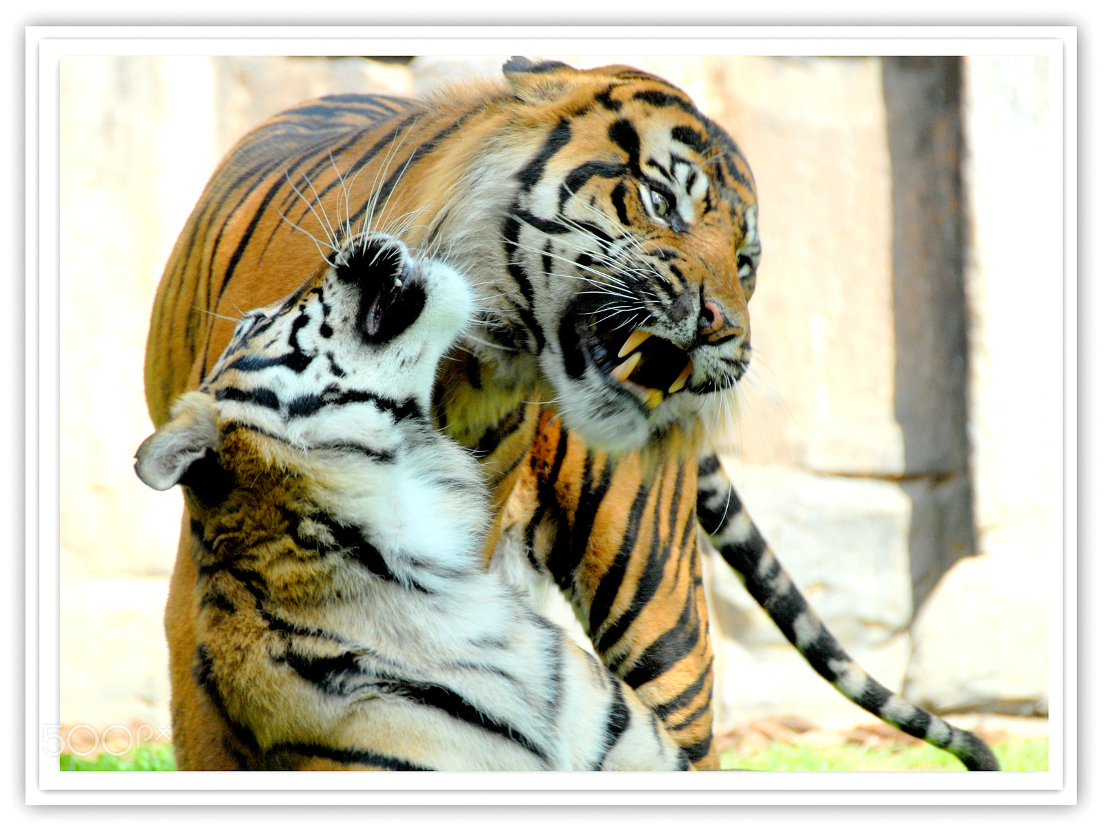 Sigma APO 170-500mm F5-6.3 Aspherical RF sample photo. Tigres photography
