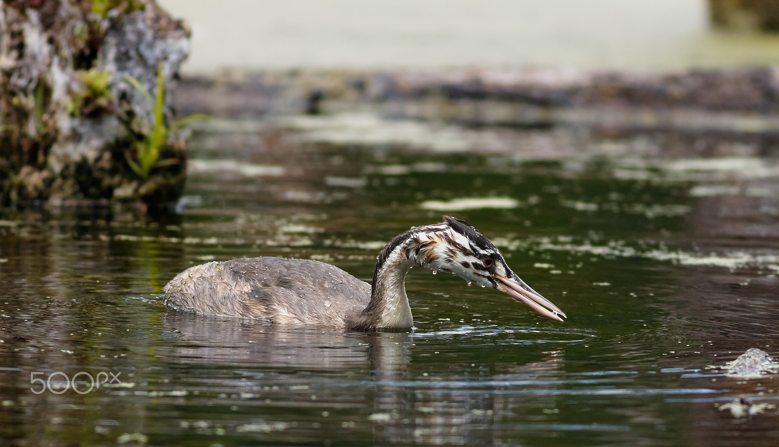 Canon EOS 760D (EOS Rebel T6s / EOS 8000D) + Canon EF 400mm F5.6L USM sample photo. Potápka roháč-mladý pták photography