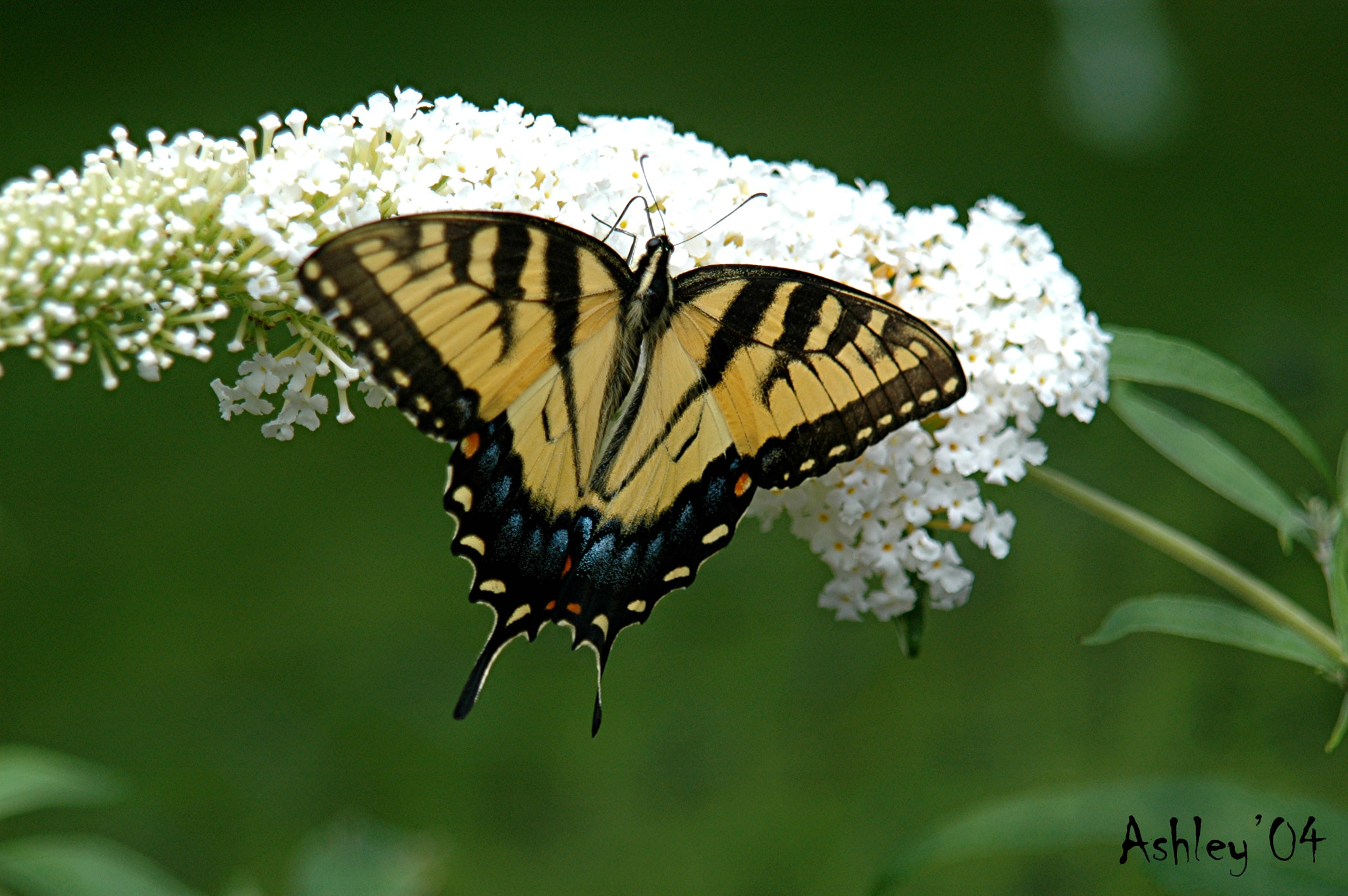 Nikon D70 sample photo. Butterfly photography