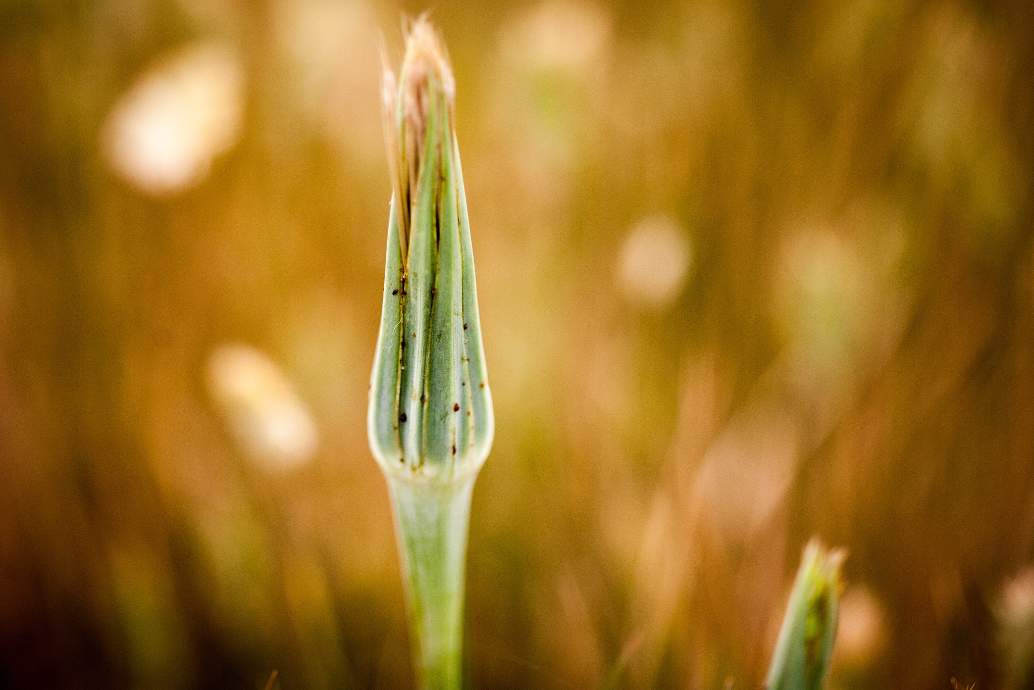 Canon EF 100-200mm f/4.5A sample photo